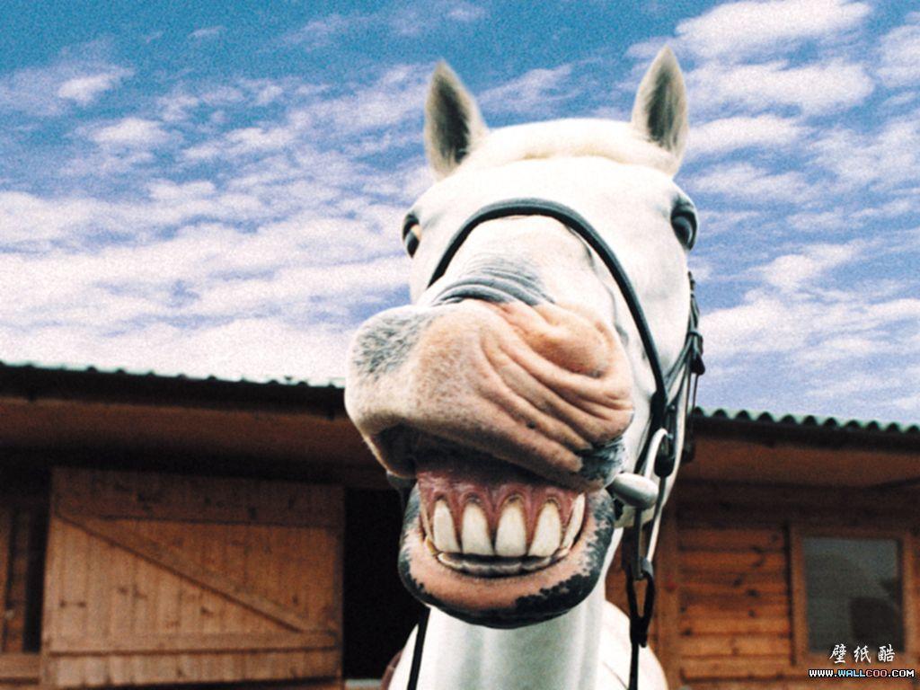 1024x768 Funny Horses Wallpaper