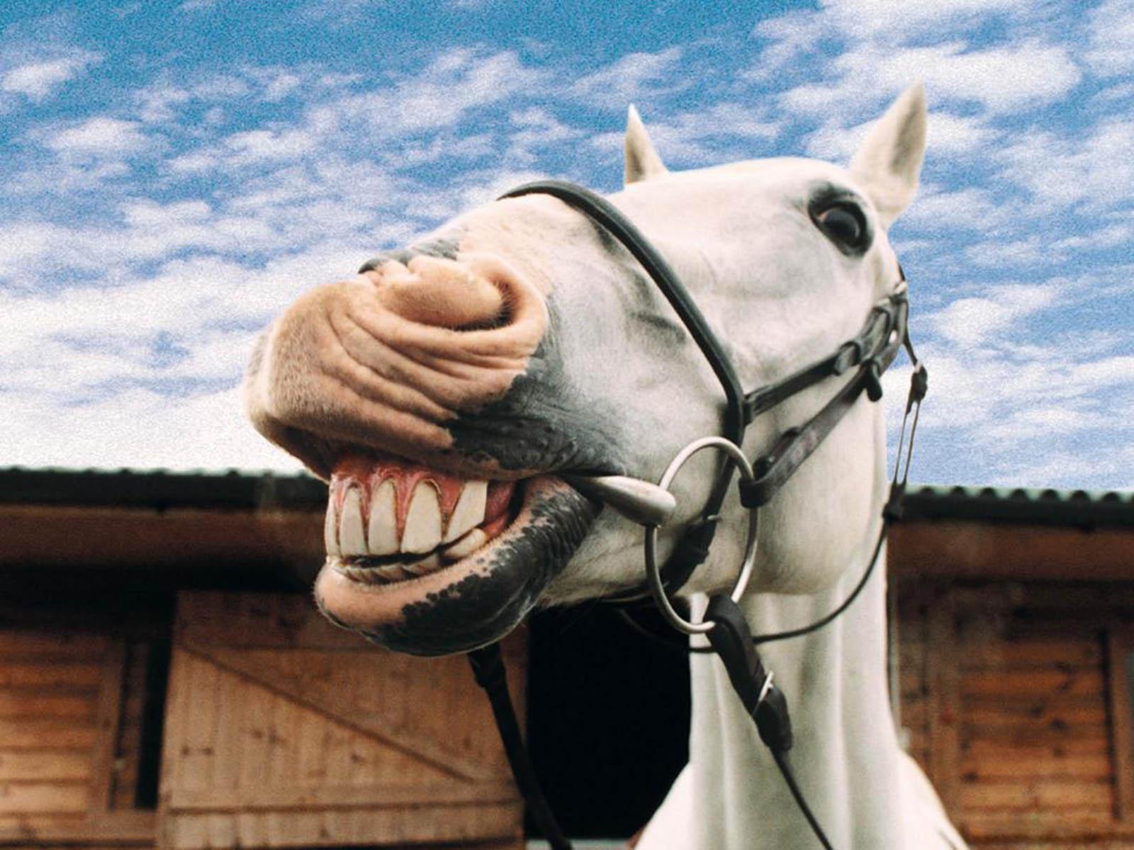 1600x1200 Free download wallpaper Funny Farm Animals [1600x1200] for your Desktop, Mobile & Tablet. Explore Farm Animals Wallpaper. Vintage Farmhouse Wallpaper, Farm Animal Wallpaper Border, Baby Farm Animal Wallpaper