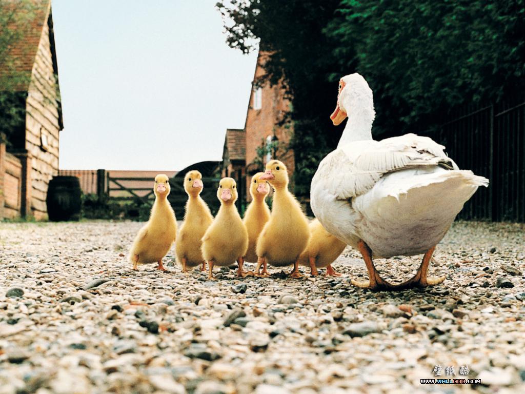 1024x768 Farm Animals Collection Animals Wallpaper