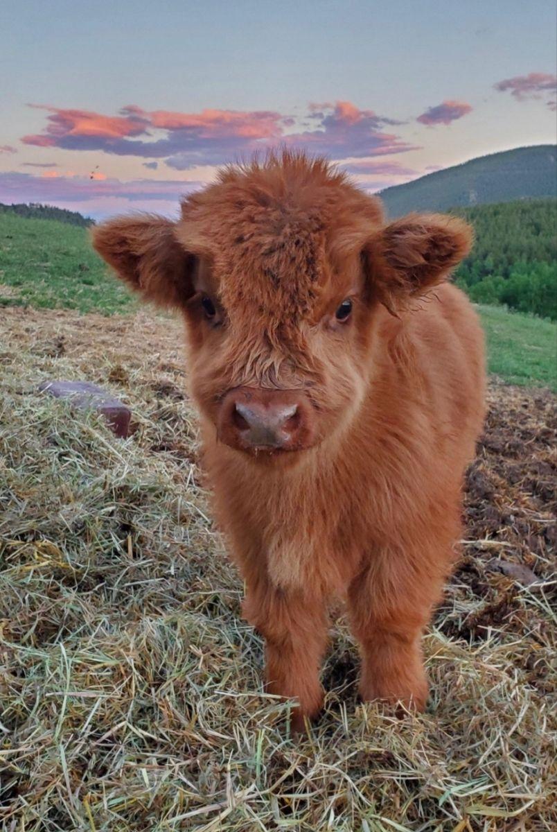 804x1200 cute. Cute baby cow, Cute animals, Baby farm animals