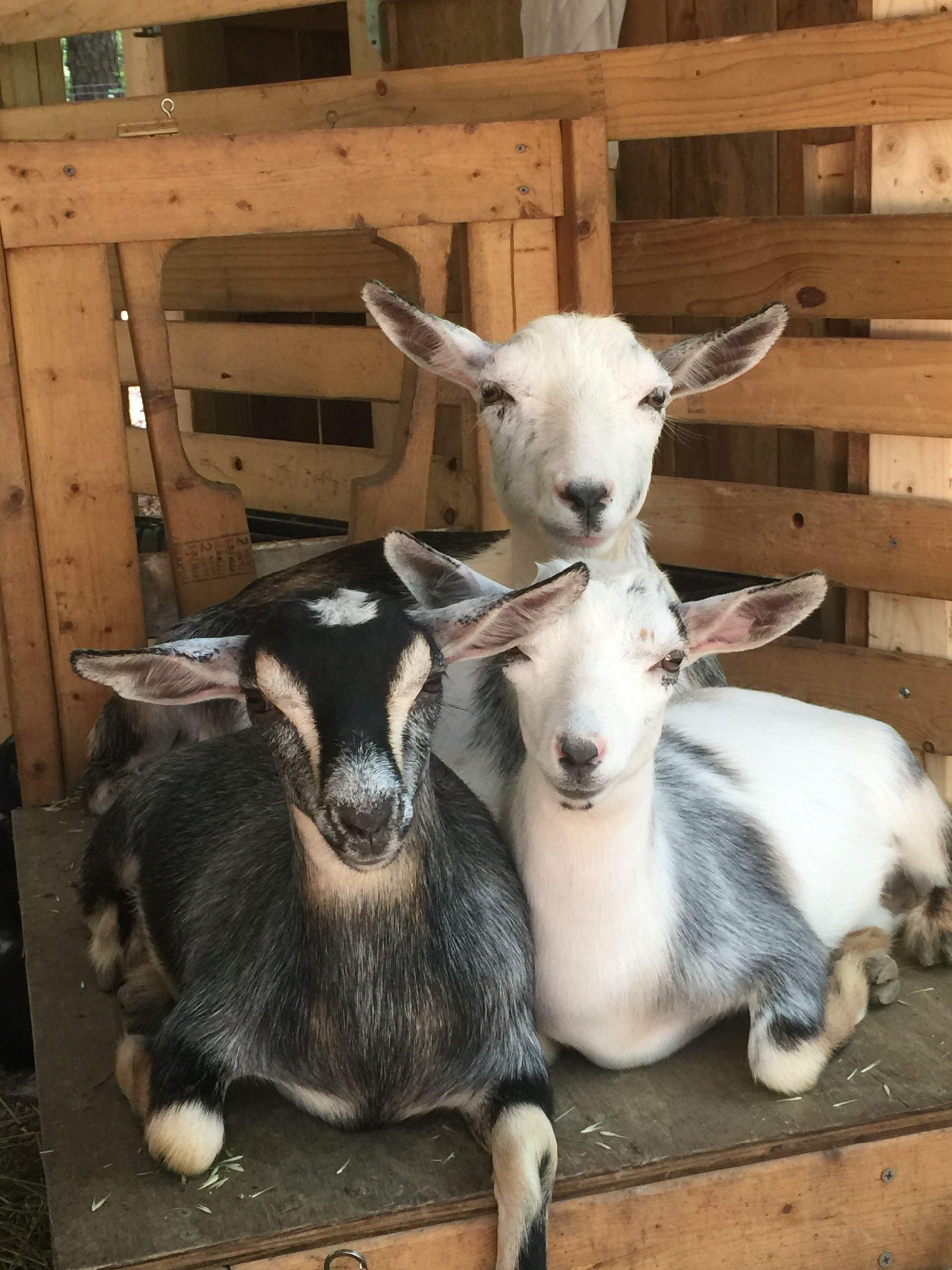 1920x2560 Cute Farm Animal Photo You Need to See. Reader's Digest