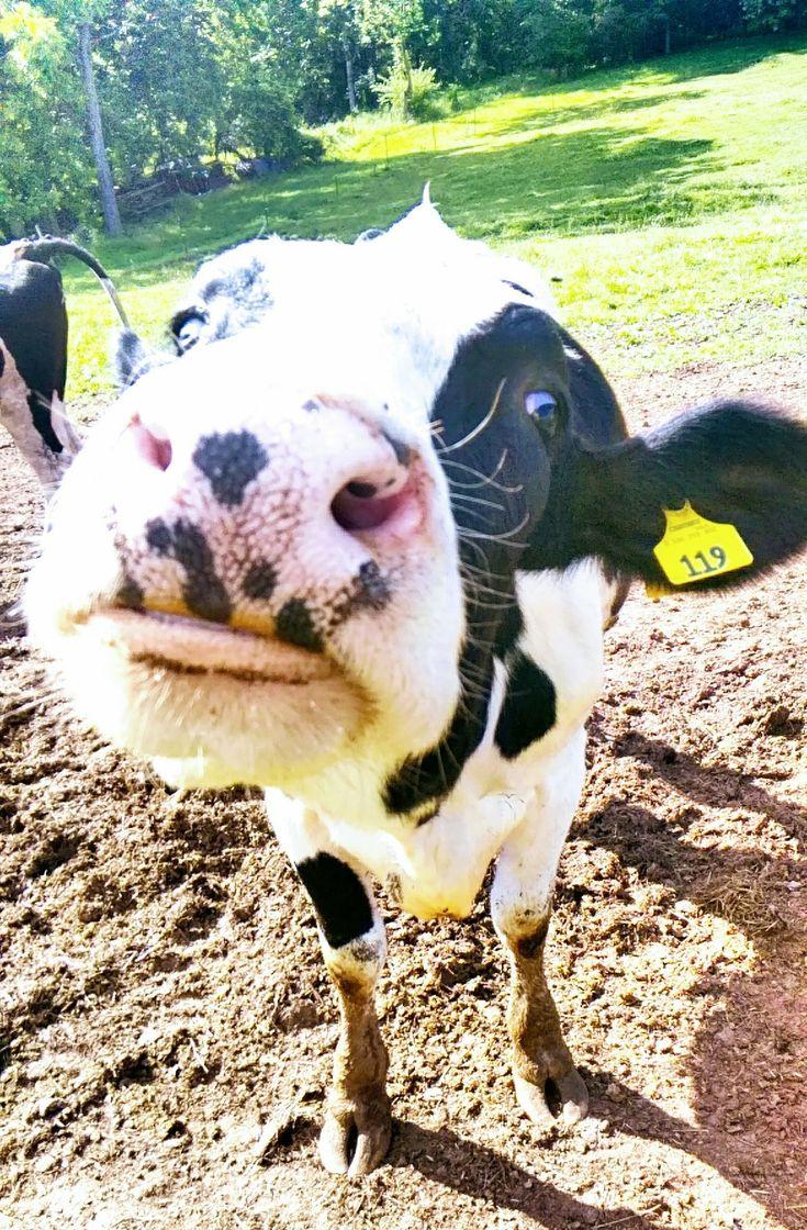735x1120 Animals, my sister's cow. Animals, Cute cows, Fluffy cows