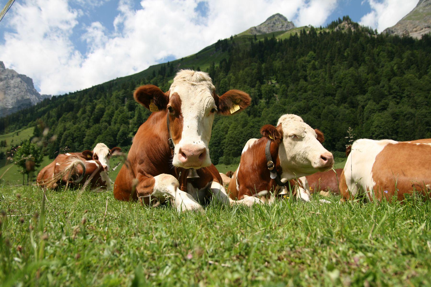 1800x1200 Animals Farm Wallpaper