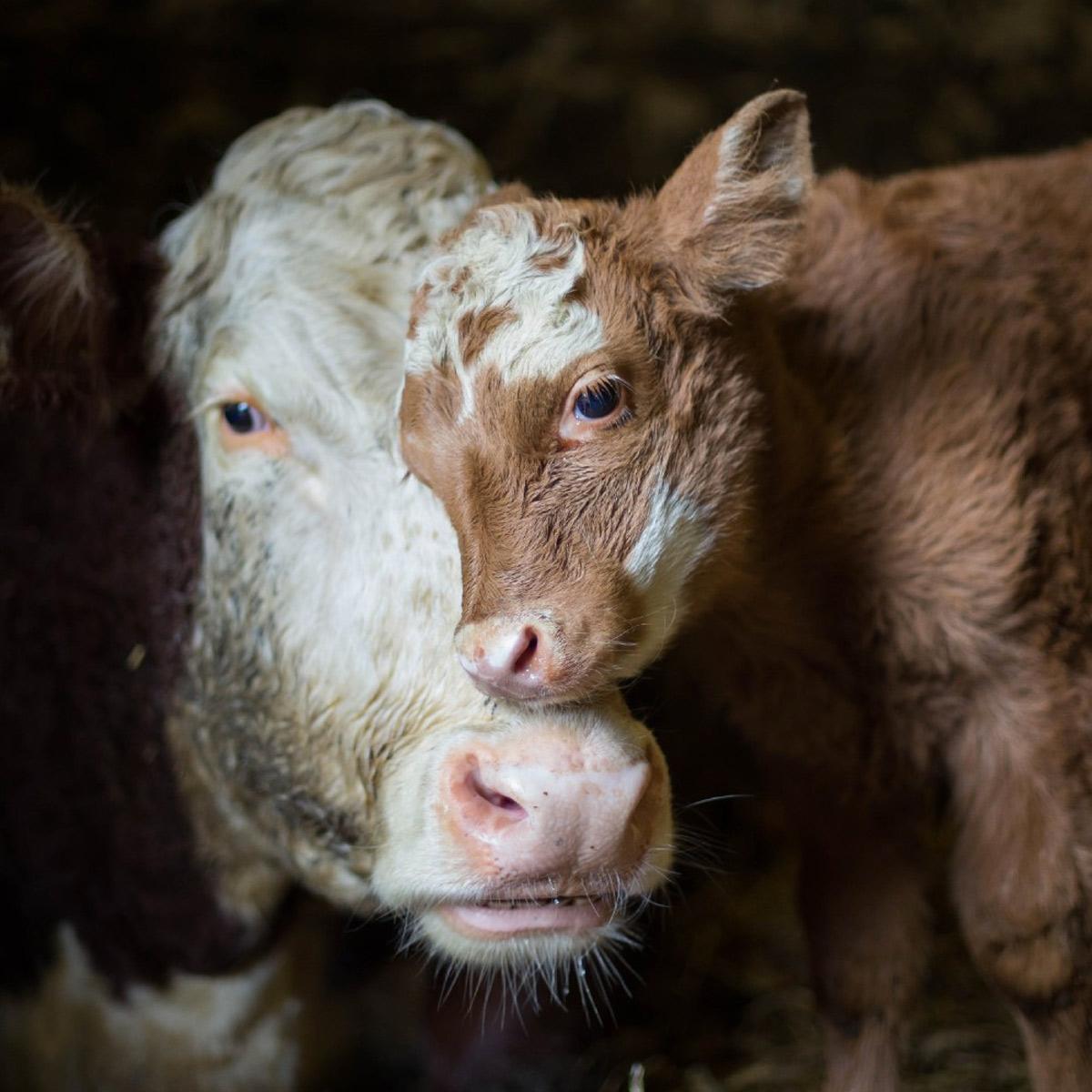 1200x1200 NATIONAL FARM ANIMALS DAY 2023