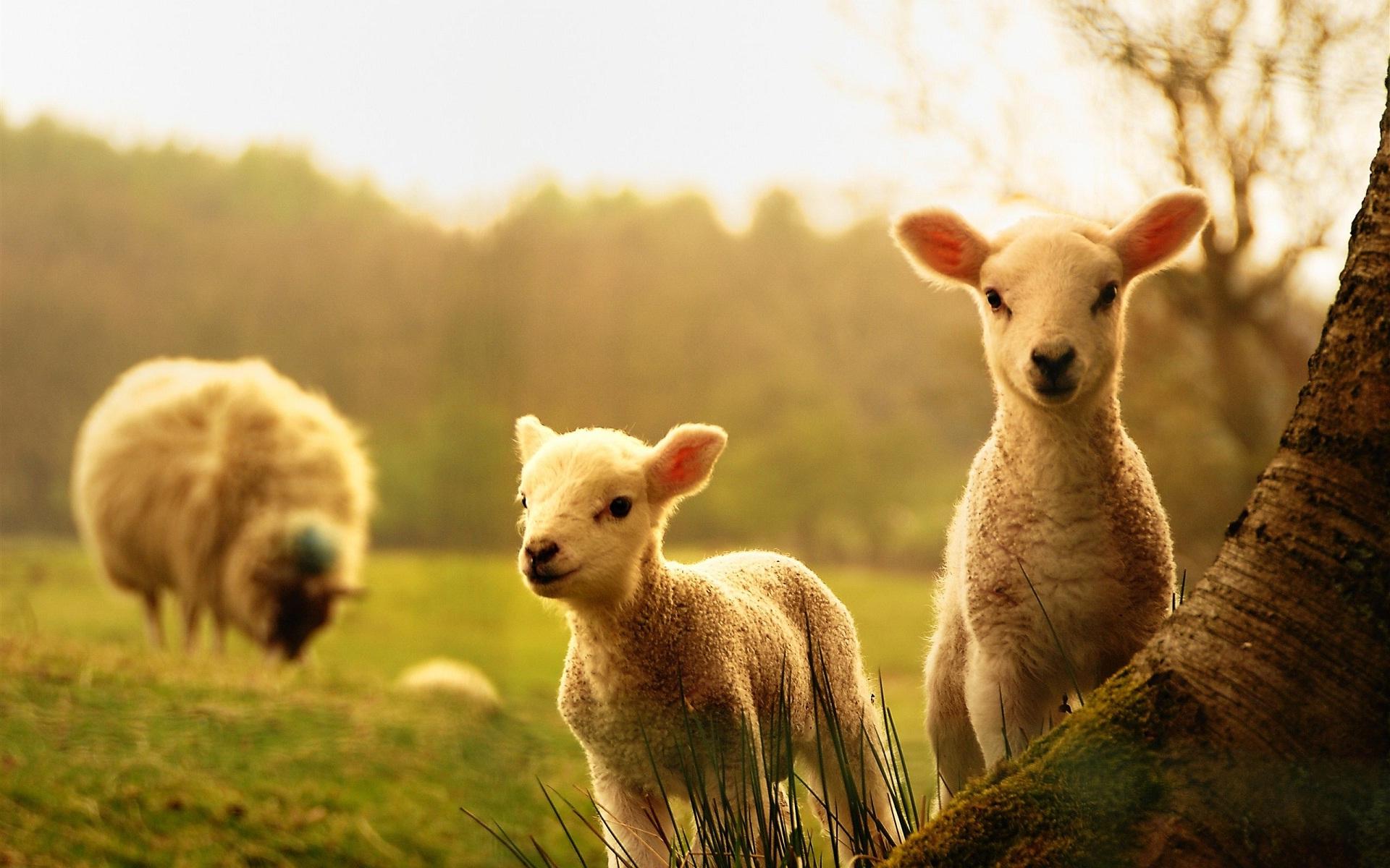 1920x1200 HD Cute Baby Animal Background
