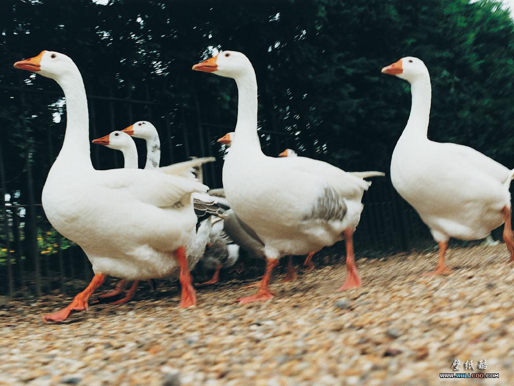 1024x768 Animal Expression Farmyard Animals 1024x768 NO.25 Desktop Wallpaper