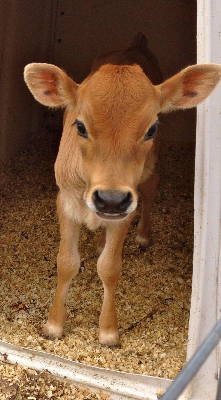 736x1333 Hi! Wanna be my friend?. Cute baby cow, Baby animals, Cute cows