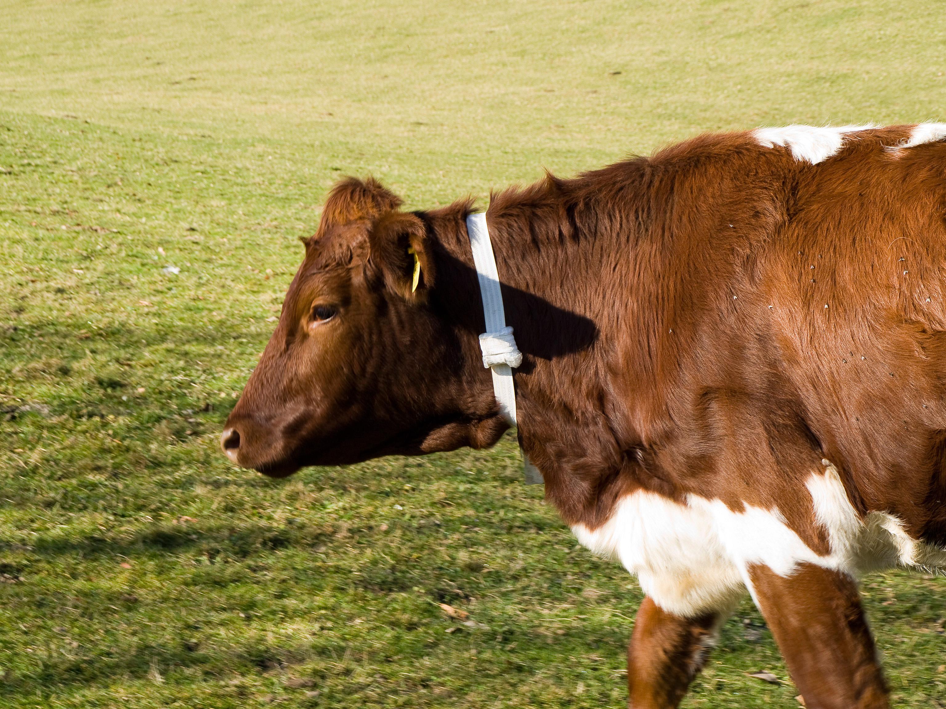 3072x2304 Farm Animal Drawing Generator