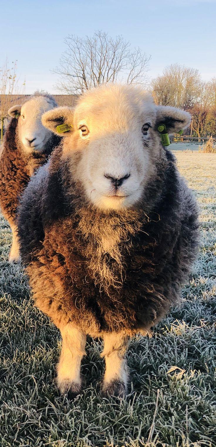 736x1523 Saar ❤️. Sheep art, Hooved animal, Cute sheep