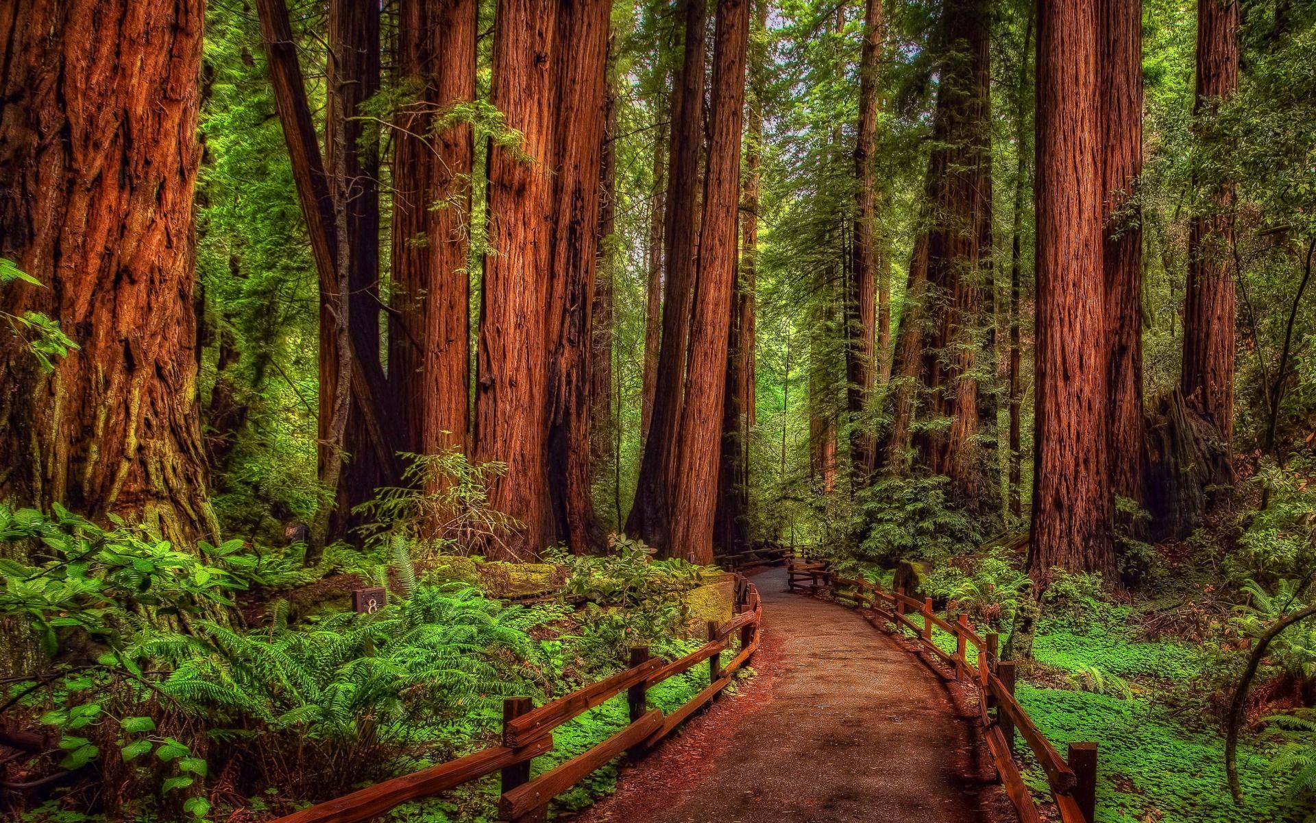 Bigtree Redwood Forest wallpaper  Free TOP backgrounds