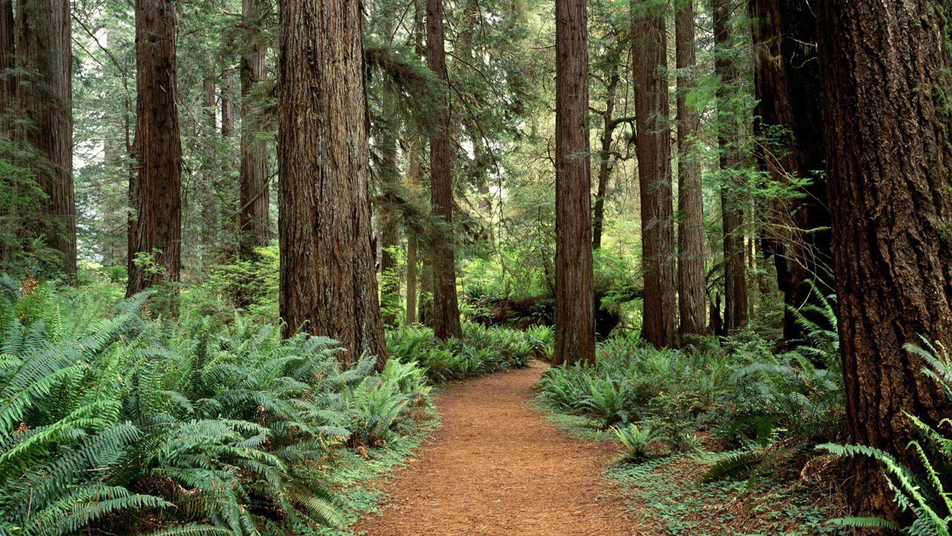 Redwood Forest Wallpapers - Top Free Redwood Forest Backgrounds