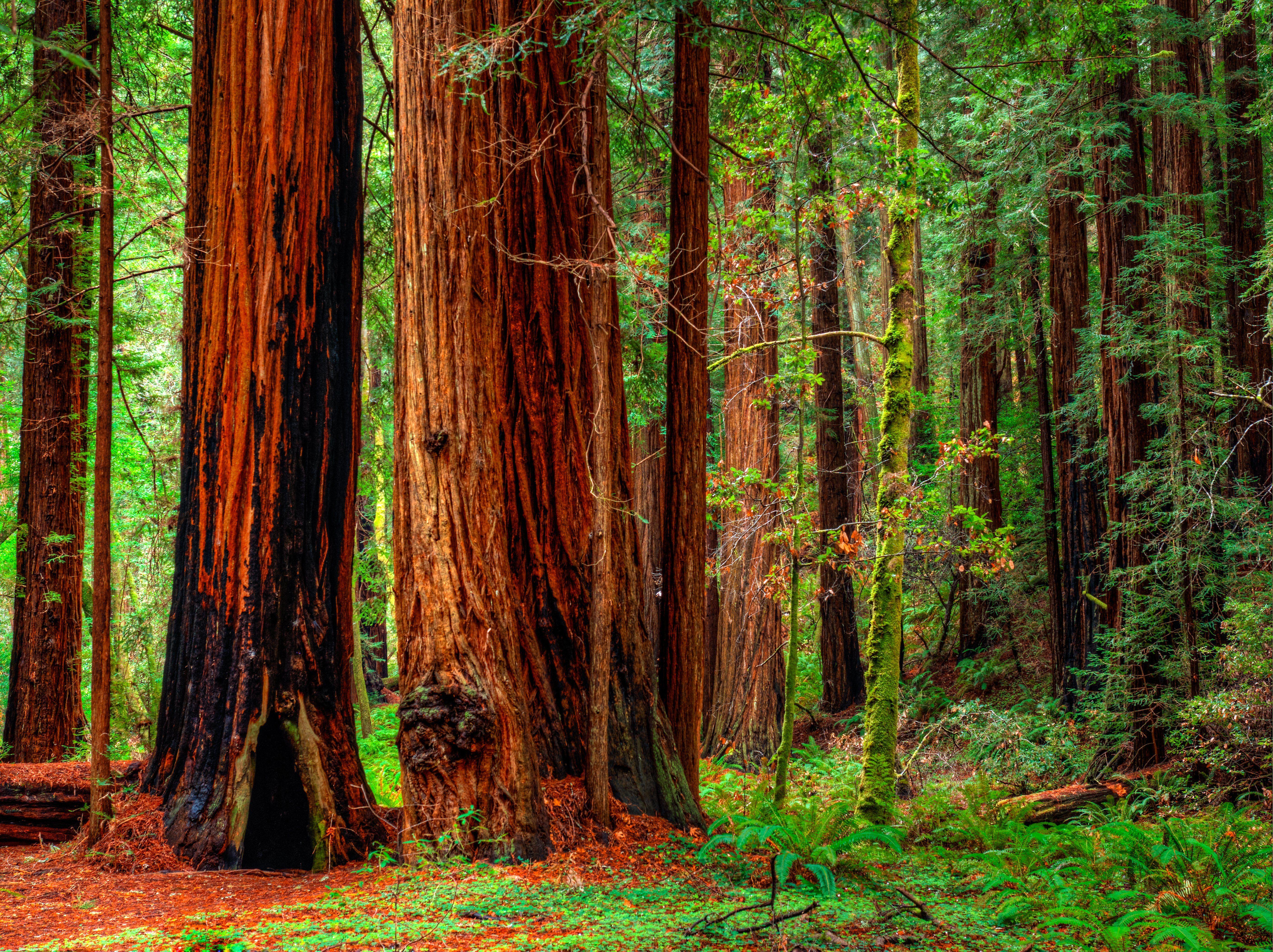 Tận hưởng vẻ đẹp của rừng thông đỏ với hình nền máy tính phong cách thiên nhiên, tạo cảm giác gần gũi với thiên nhiên dưới góc nhìn khác nhau.