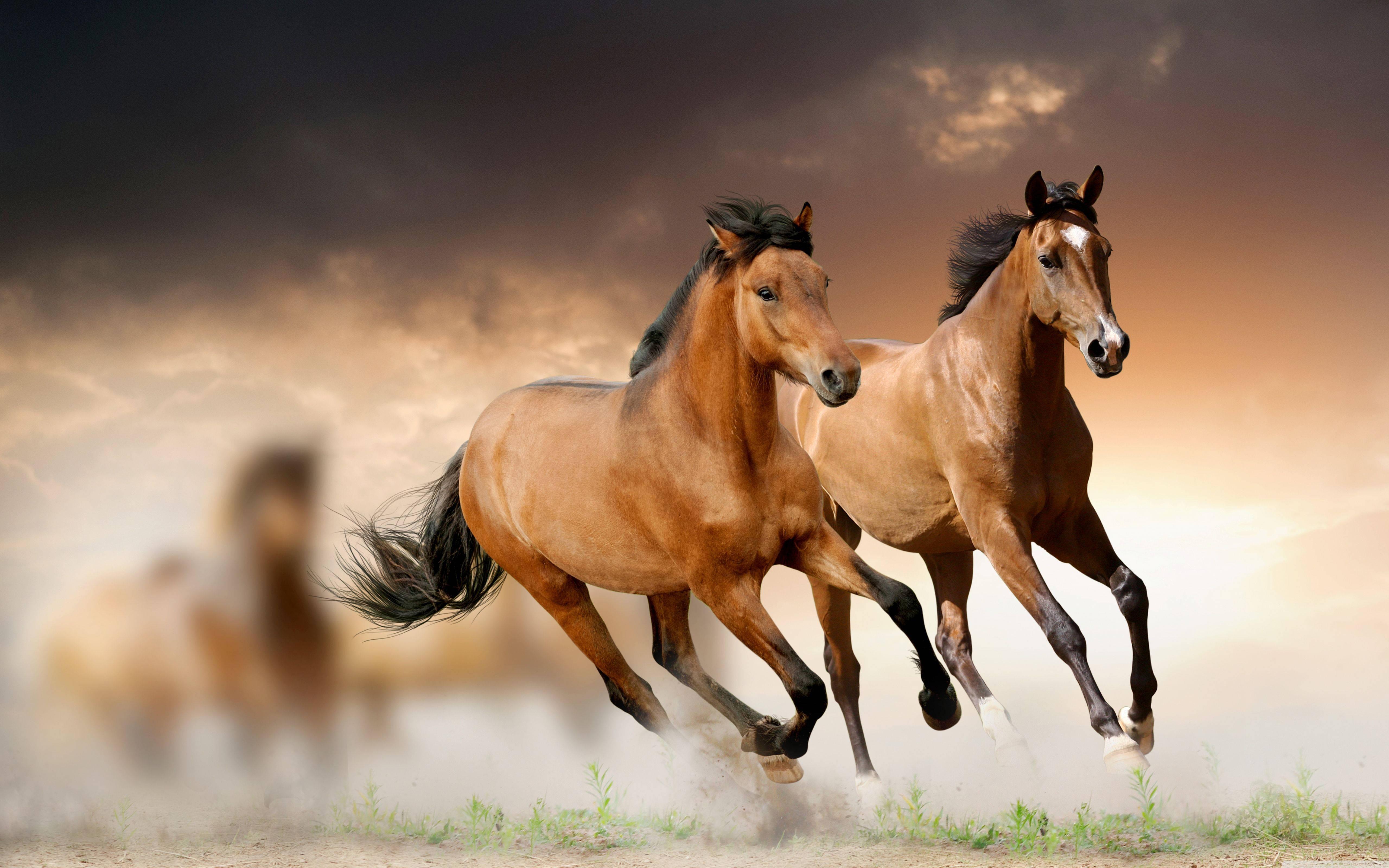5120x3200 Free Horse Wallpaper Downloads, Horse Wallpaper for FREE