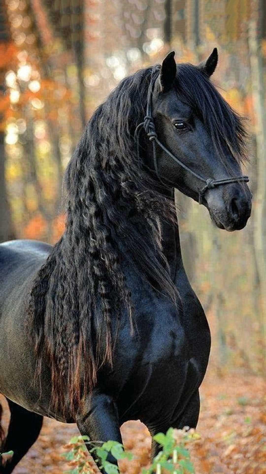 1080x1920 Black Horse Wallpaper Discover More Beautiful Horse, Black Horse, Horse Wallpaper. /black Horse Wallpap. Horse Wallpaper, Horses, Black Horse