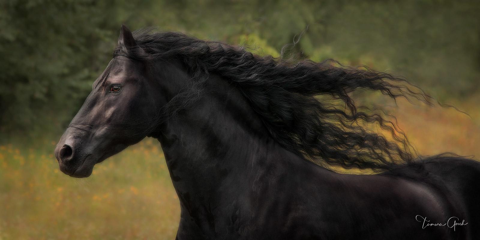 1600x800 Friesian Horse Photography Fine Art Prints. Photo