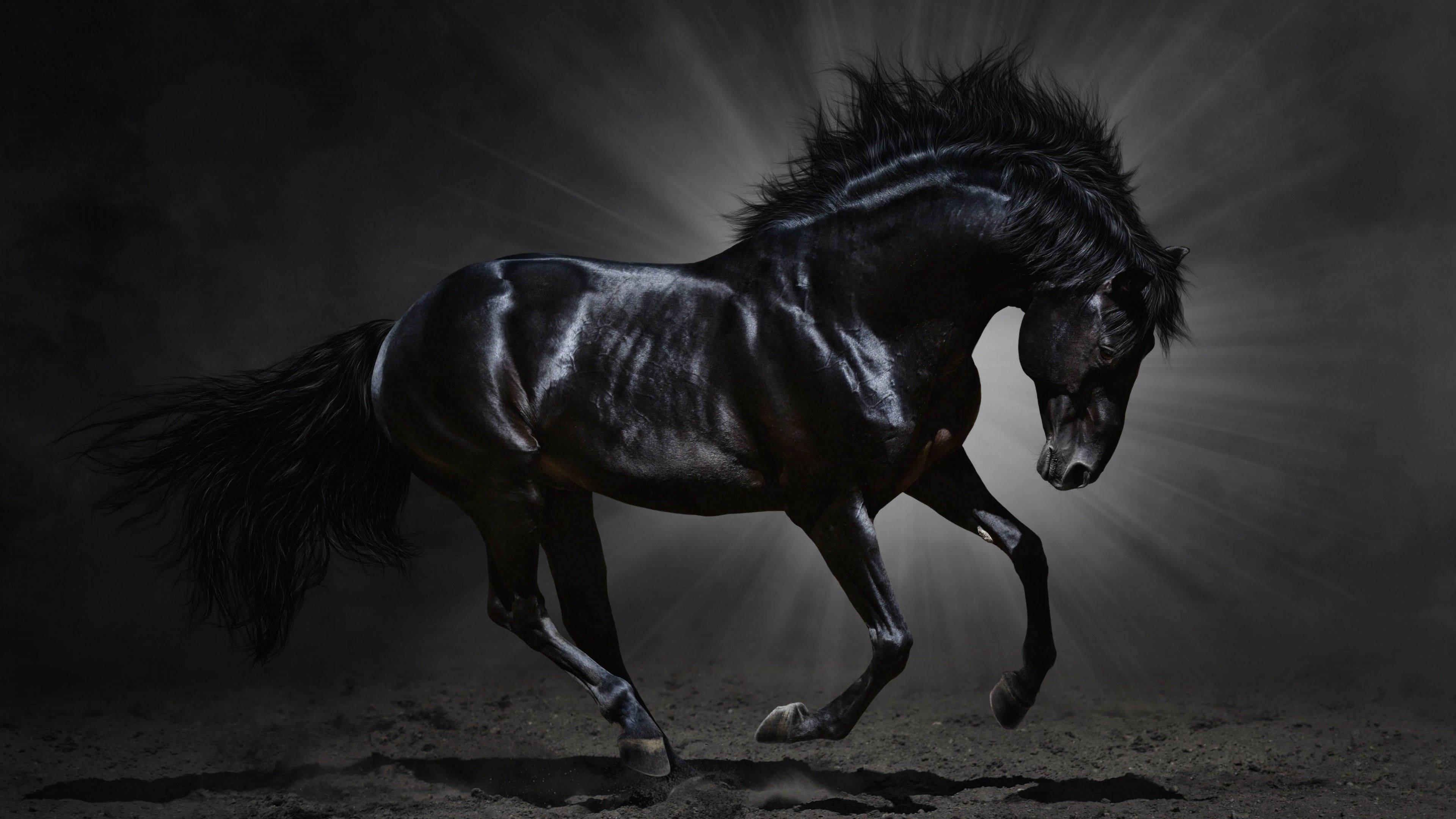 3840x2160 Download Black Horse Animal Wallpaper
