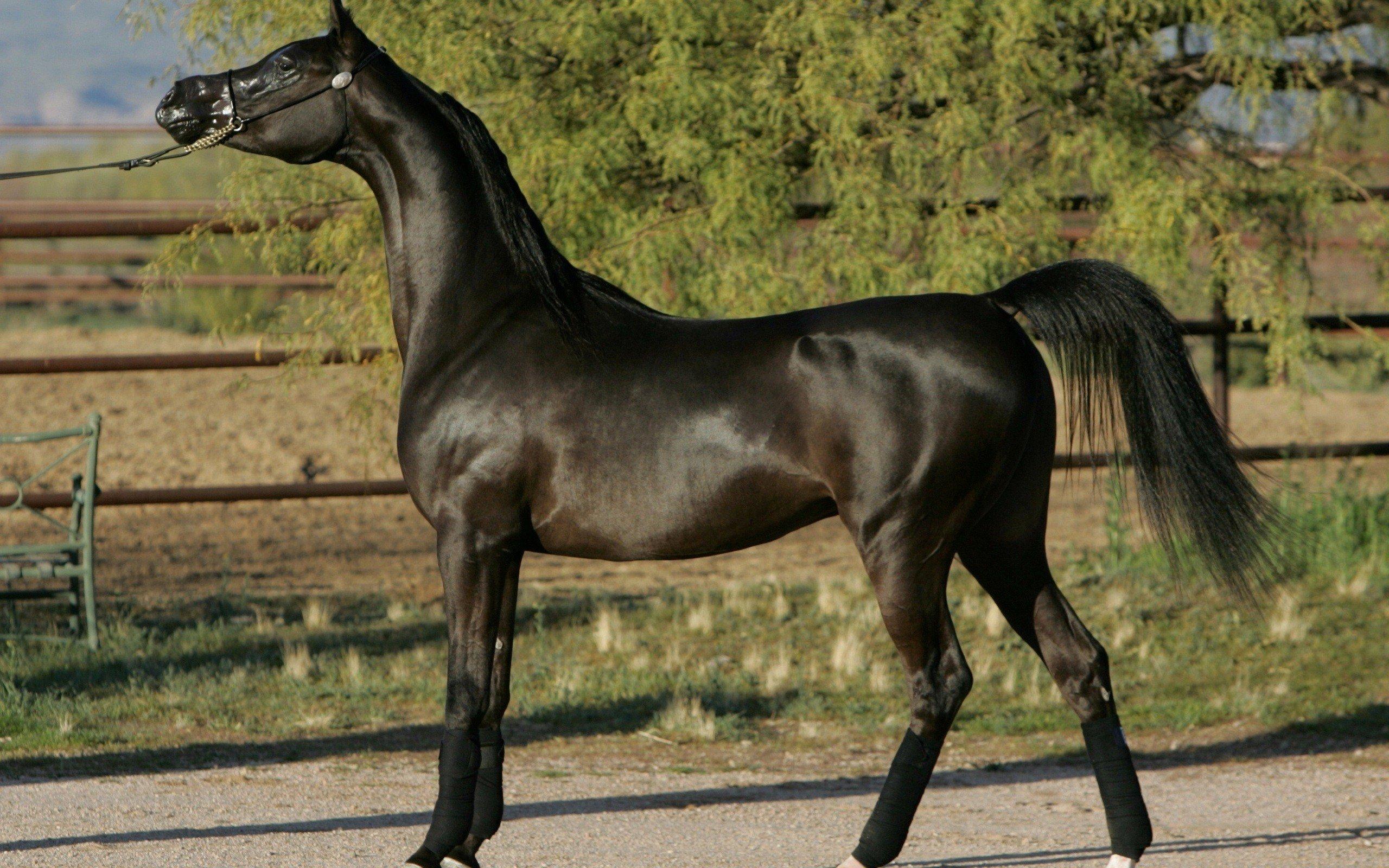 2560x1600 Beauty cute amazing animal Beautiful Black Friesian Horse in Netherlands wallpaperx1600