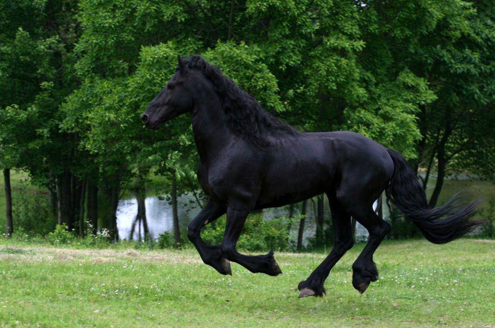 1600x1063 HD Animals Wallpaper: Friesian Black Running Horse Wallpaper. Friesian stallion, Horses, Horse wallpaper