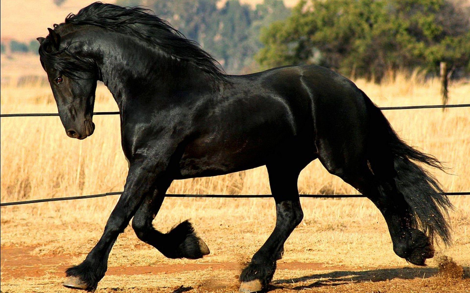 1920x1200 Friesian Horse Wallpaper