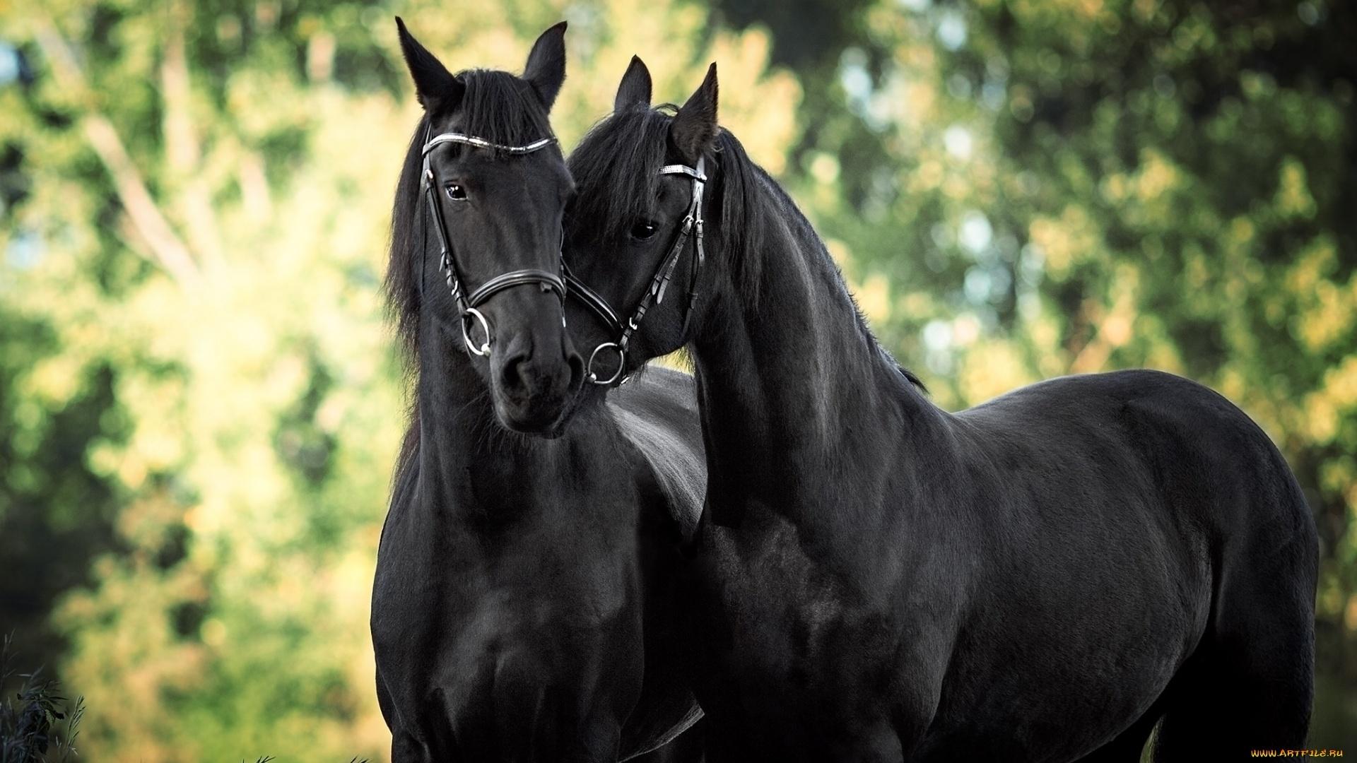 1920x1080 Black Horse Wallpaper