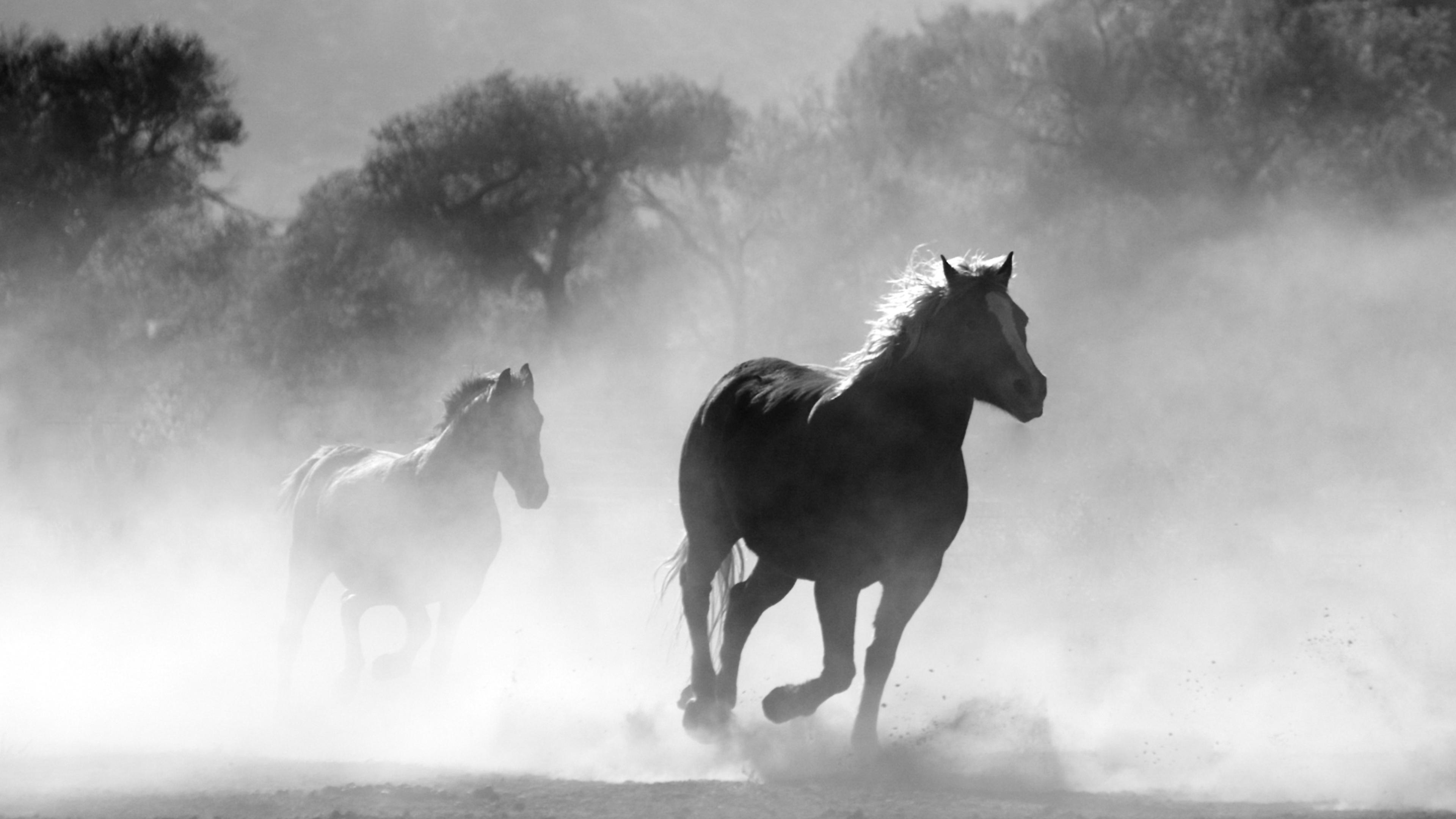 3840x2160 Wallpaper 4k Horses Running Dust Monochrome 4k Wallpaper