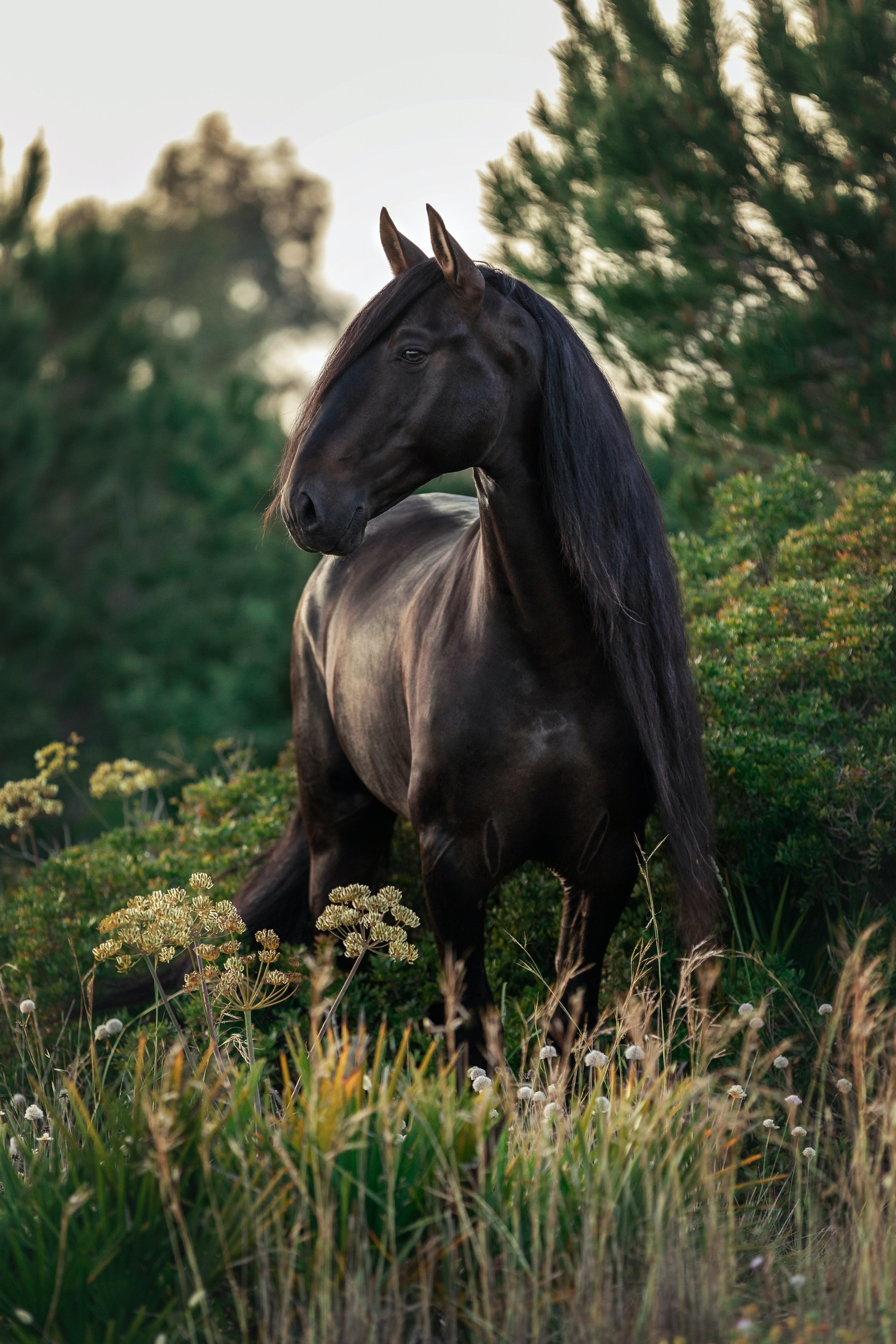 3613x5419 Black Horse Photo, Download Free Black Horse & HD Image