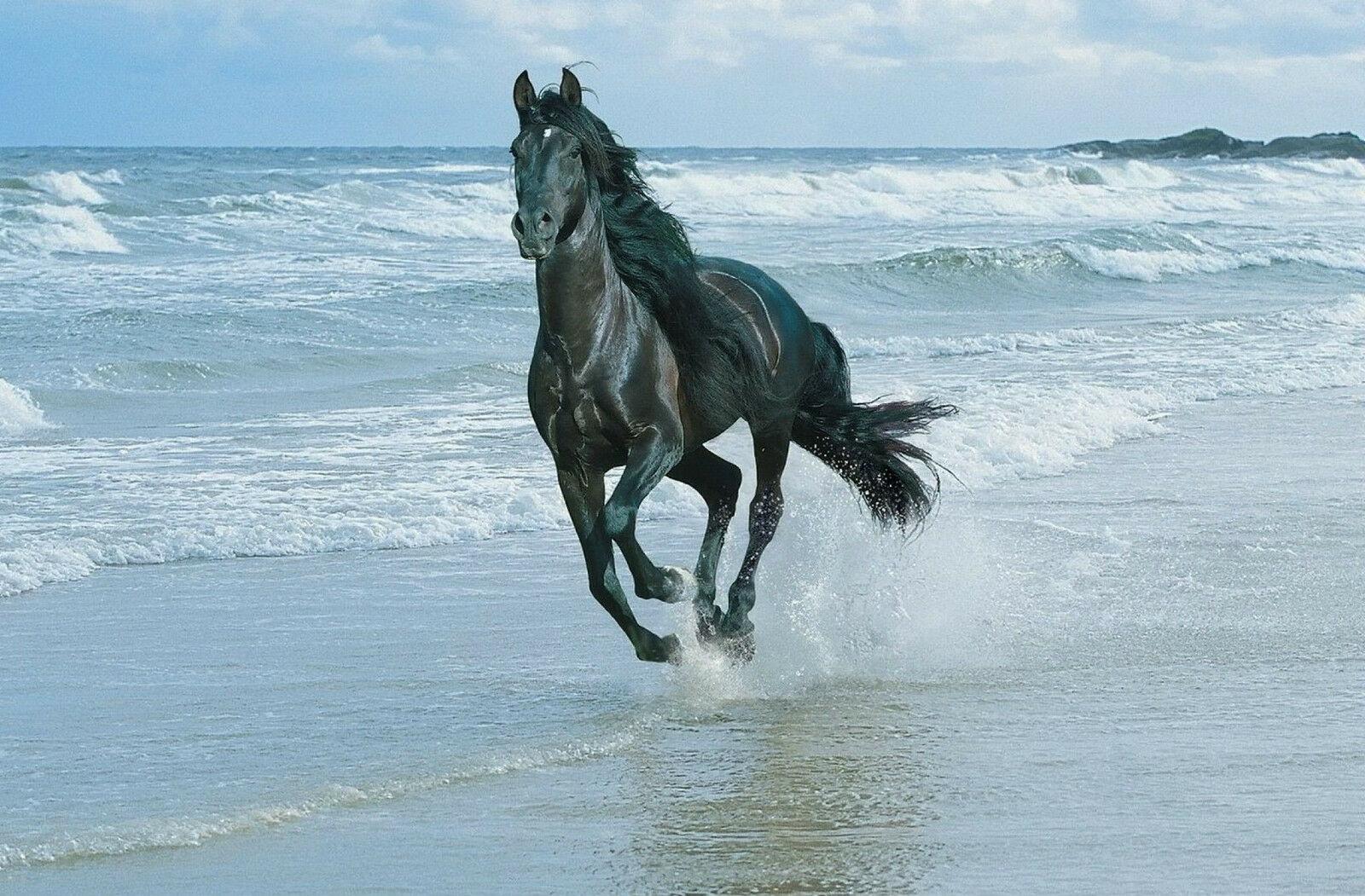 1600x1051 Black Friesian Horse Running On The Beach Picture Art Silk Poster Print 24x36inch