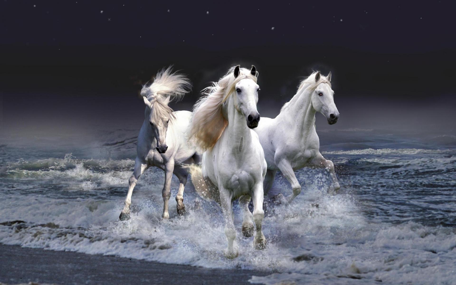 1920x1200 Download Horses wallpaper for mobile phone, free Horses HD picture
