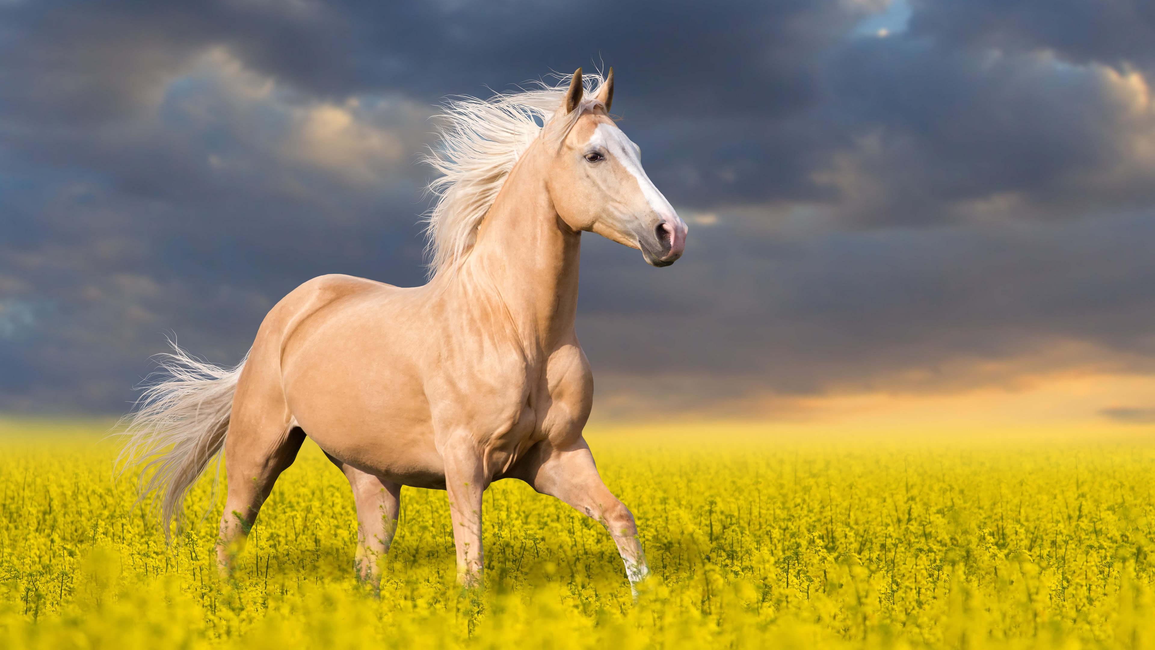 3840x2160 Horse Wallpaper HD for Desktop