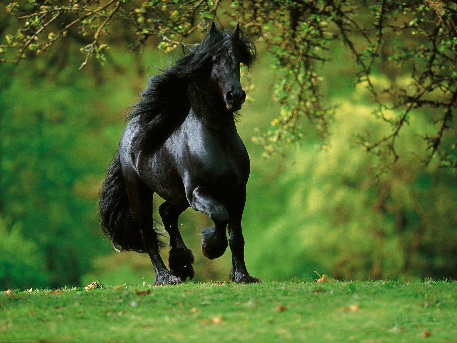 1600x1200 beautiful, Black, Horse Wallpaper HD / Desktop and Mobile Background