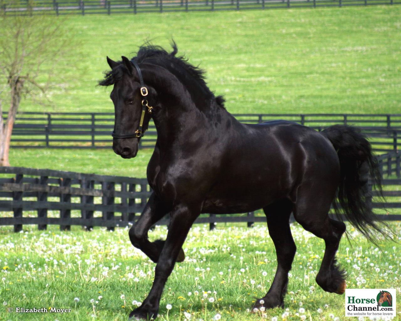 1280x1024 Friesian Screensaver and Wallpaper