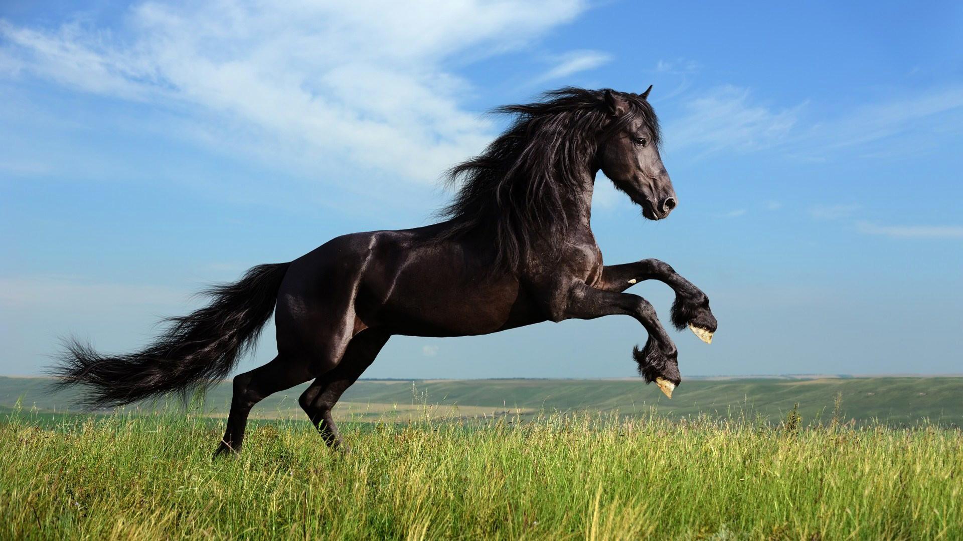 1920x1080 Black Horse Wallpaper​-Quality Free Image and Transparent PNG Clipart