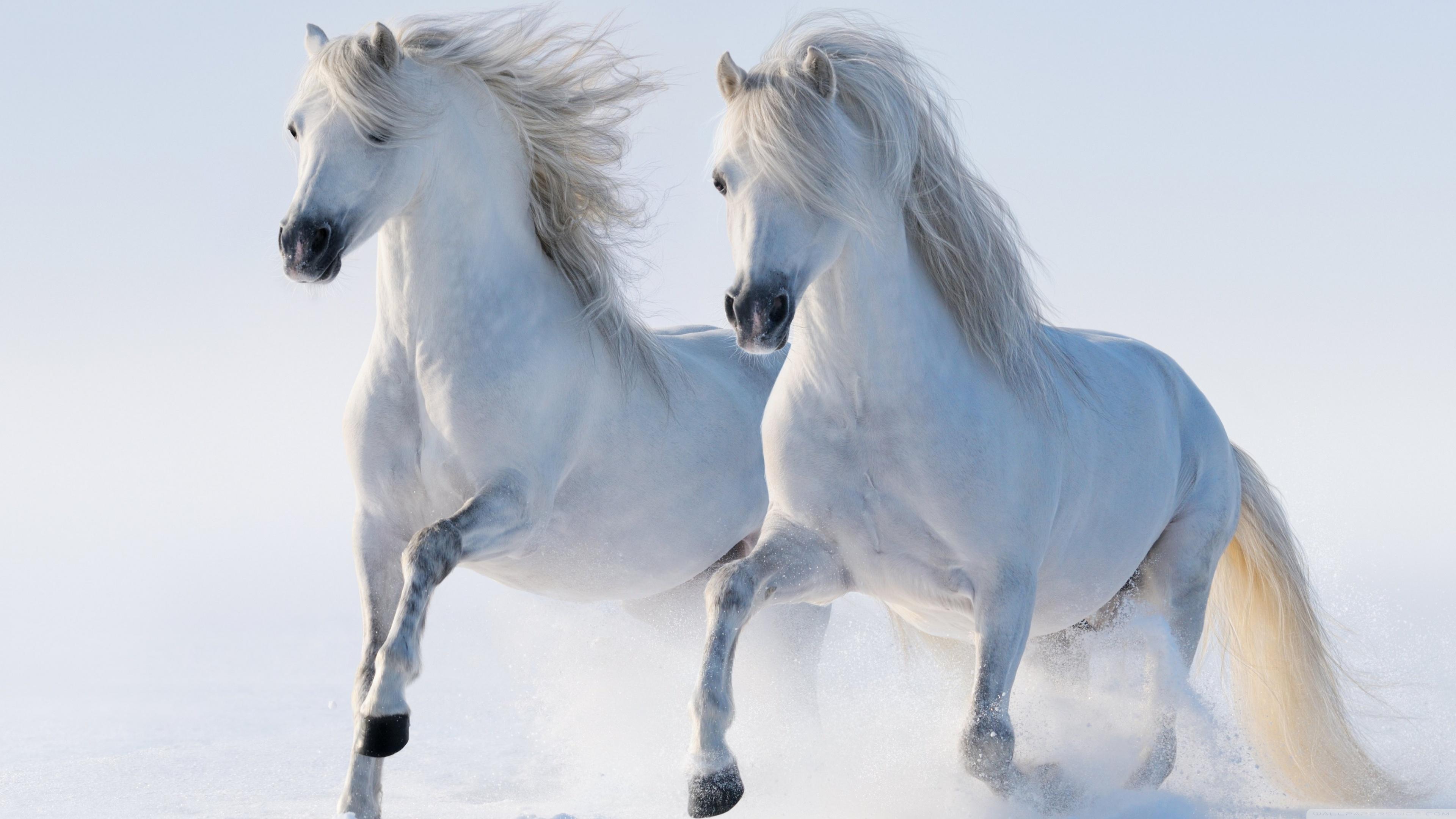 3840x2160 Horses Ultra HD Desktop Background Wallpaper for 4K UHD TV : Widescreen & UltraWide Desktop & Laptop : Multi Display, Dual Monitor : Tablet