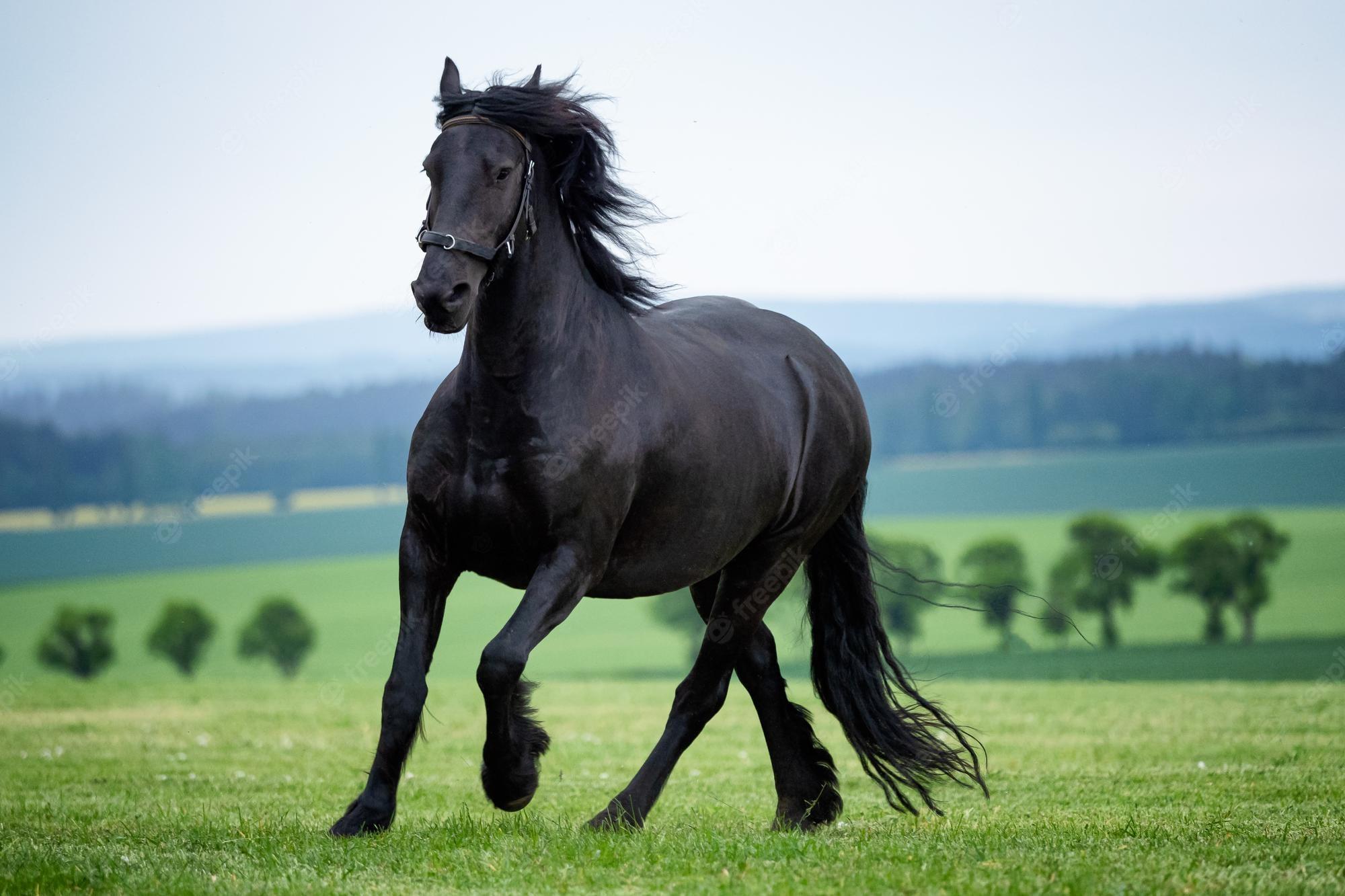2000x1333 Friesian Horse Image. Free Vectors, & PSD