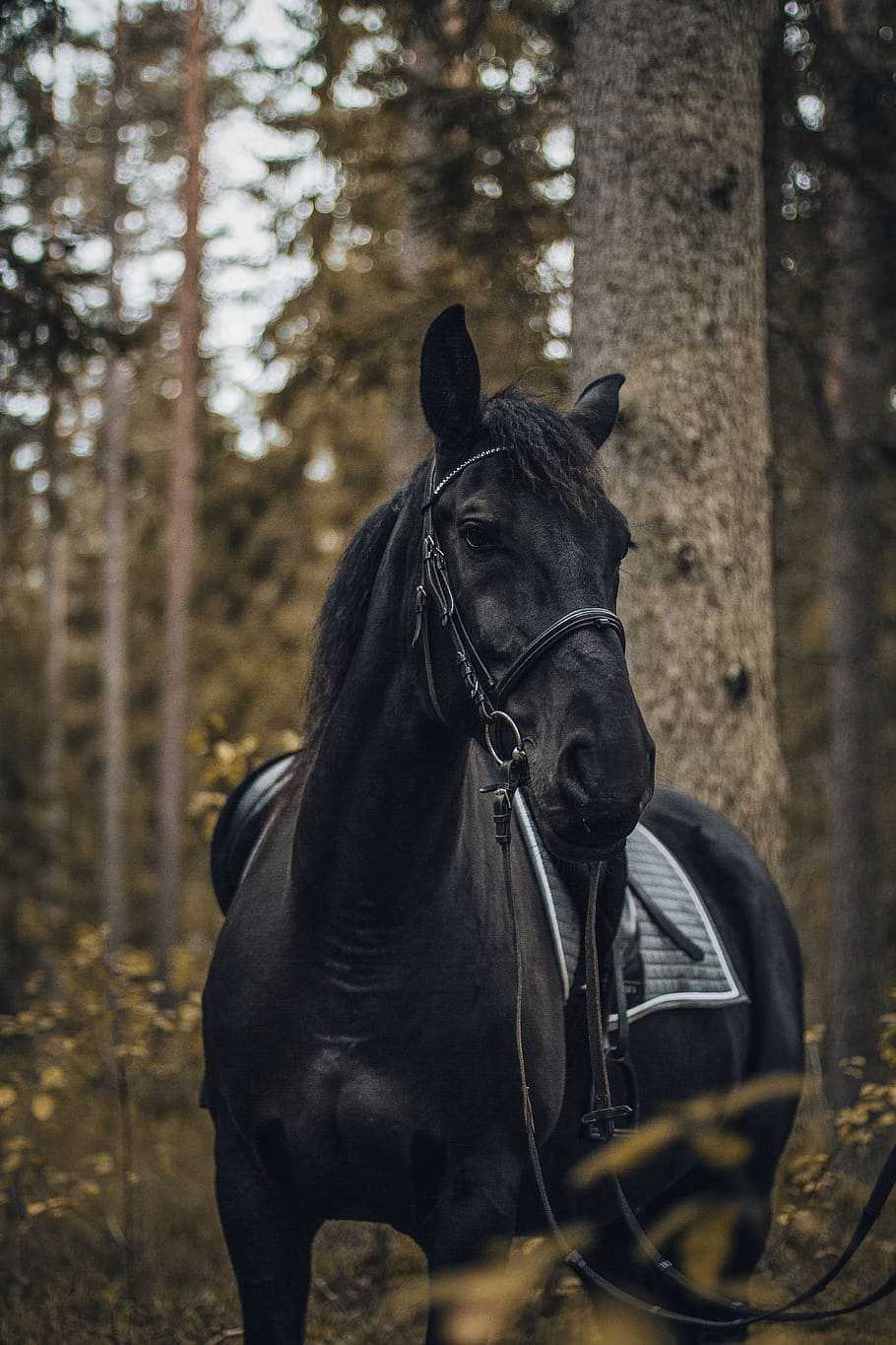 910x1365 Horse Wallpaper