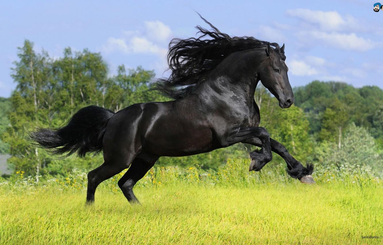 1332x850 Wallpaper Black, Powerful, Horse image for desktop, section животные