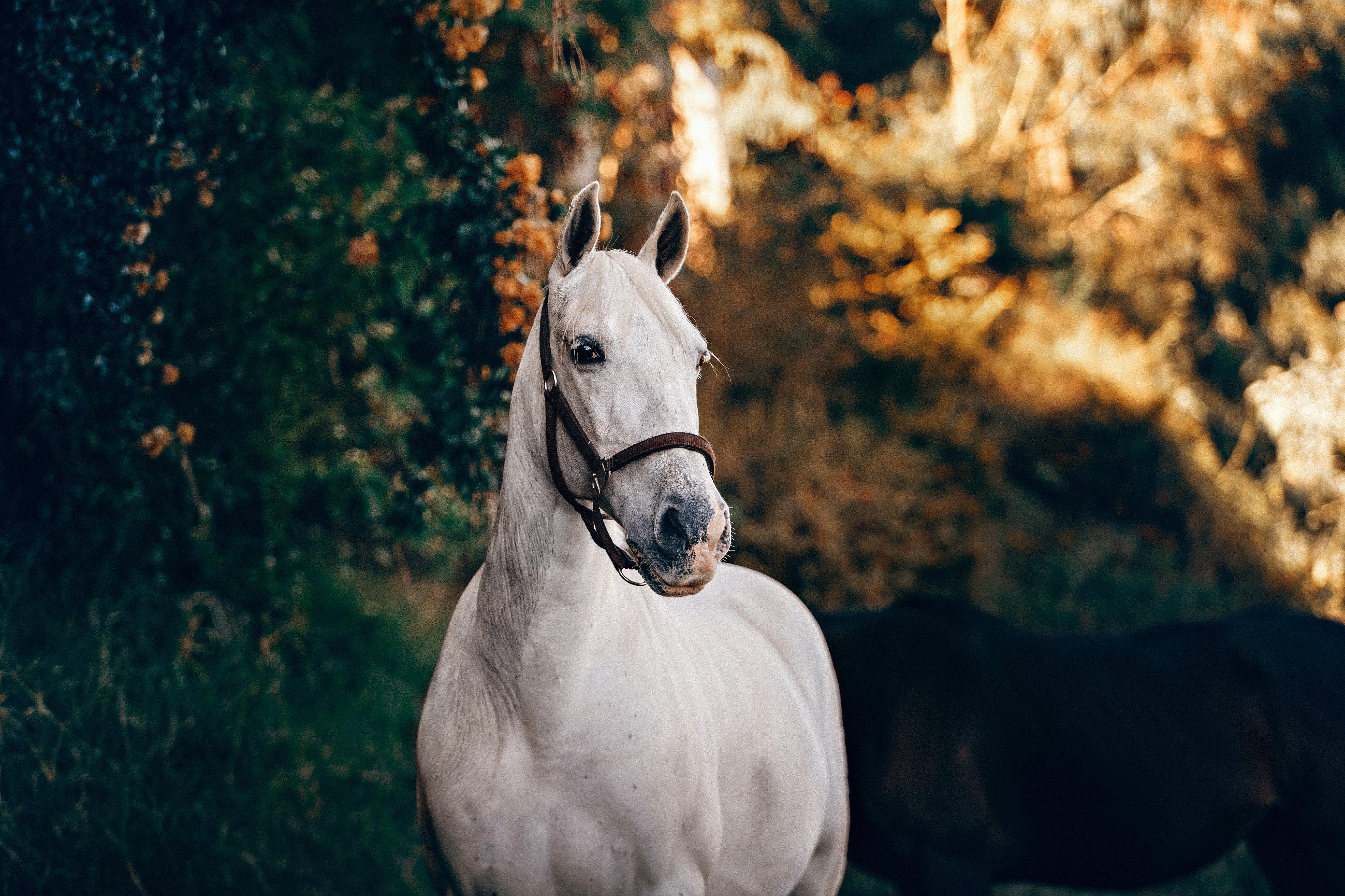 5472x3648 Best Horse Photo · 100% Free Downloads