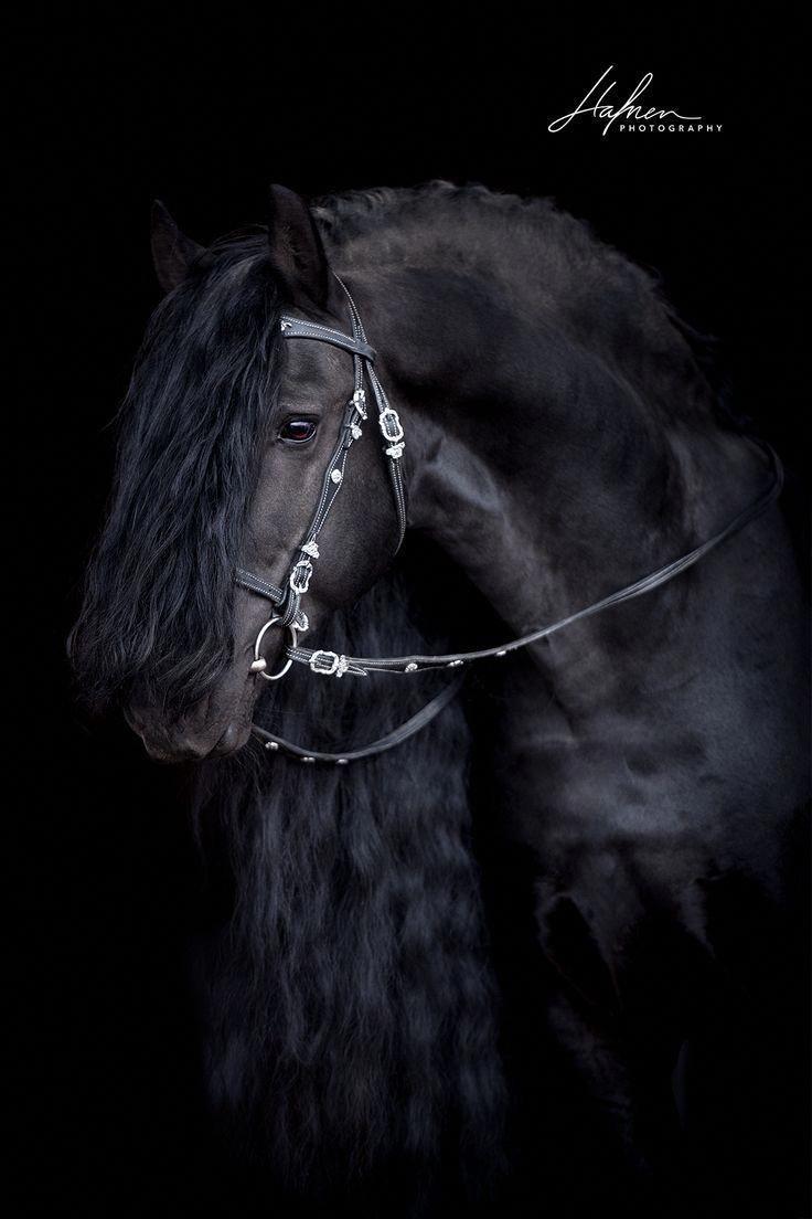 736x1104 black horses background Horses. Black horses, Friesian horse photography, Friesian horse