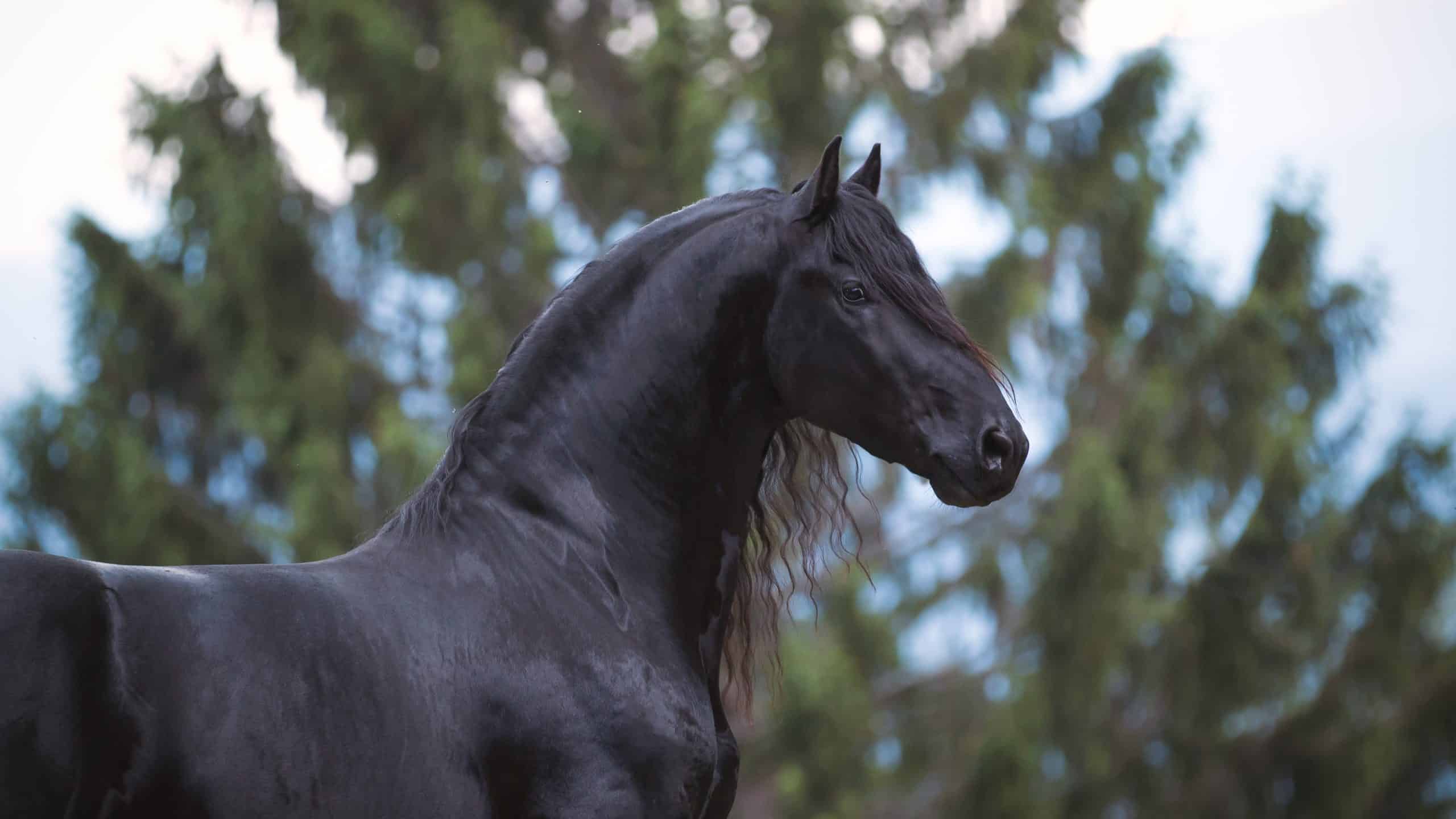 2560x1440 Friesian Horse Picture You'll Love
