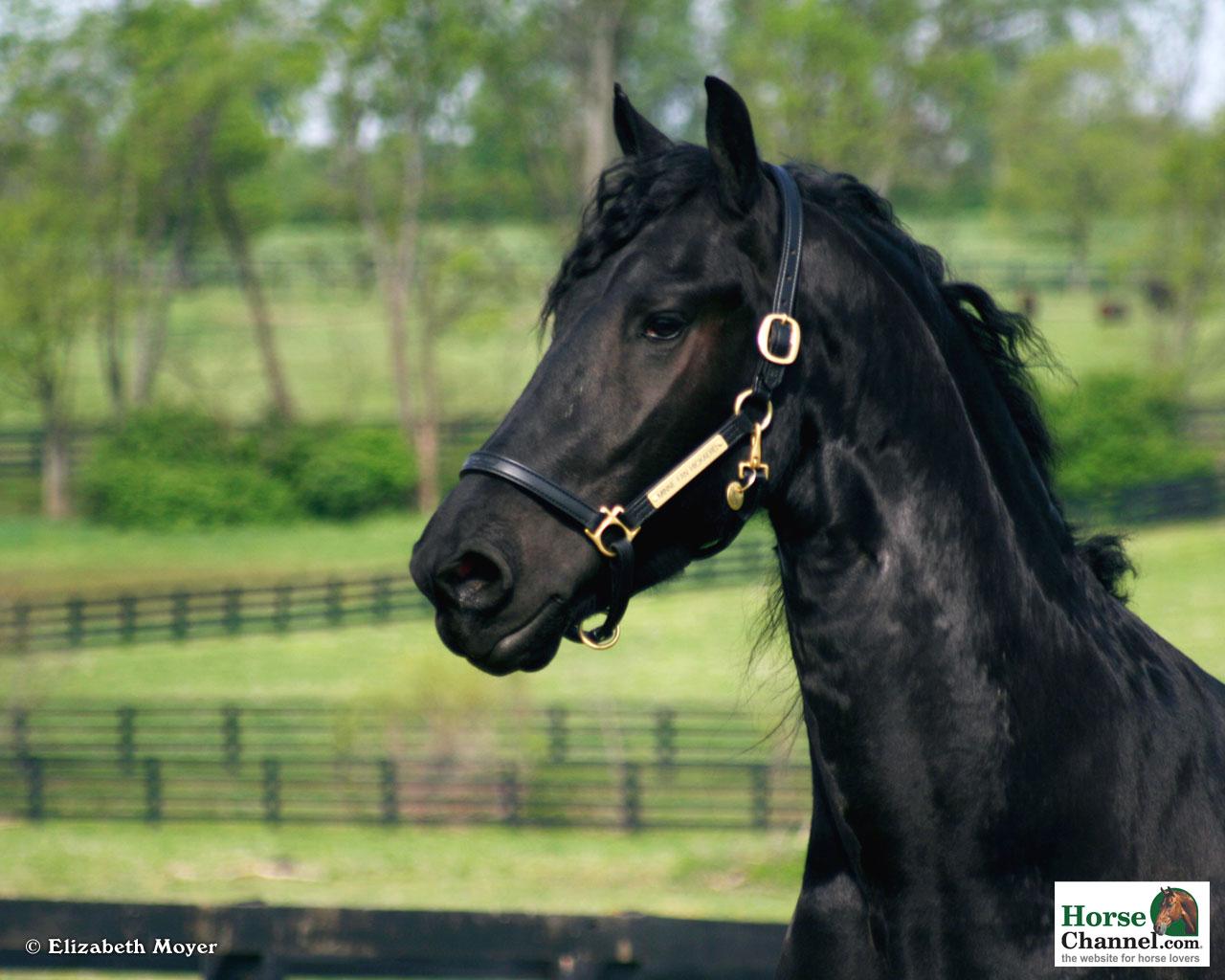 1280x1024 Free download friesian black horse wallpaper friesian black horse wallpaper friesian [1280x1024] for your Desktop, Mobile & Tablet. Explore Friesian Horse Wallpaper. Friesian Wallpaper Image, Friesian Horse Wallpaper Theme