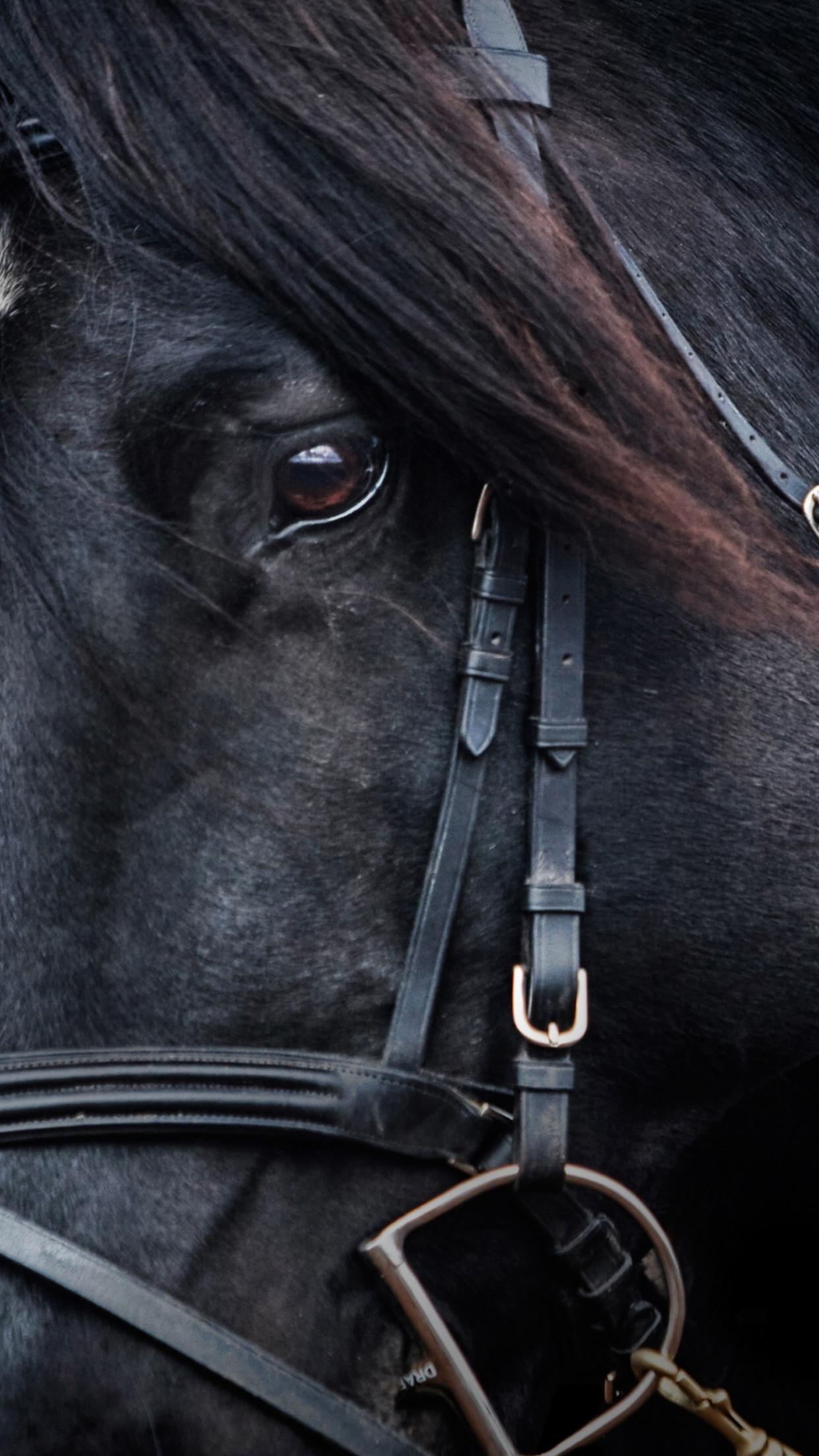 1242x2208 Download wallpaper: Black horse 1242x2208