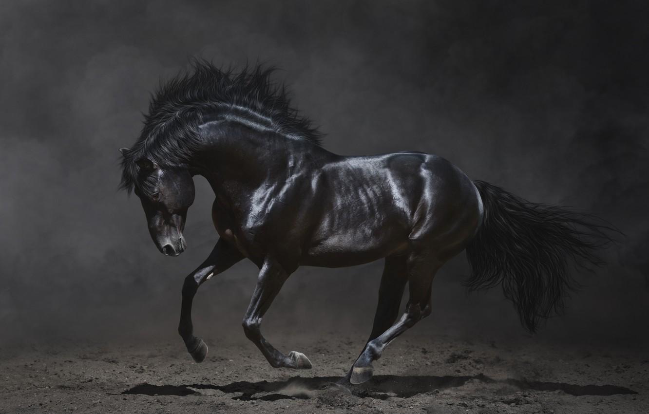 1332x850 Wallpaper the dark background, beauty, mane, black horse image for desktop, section животные