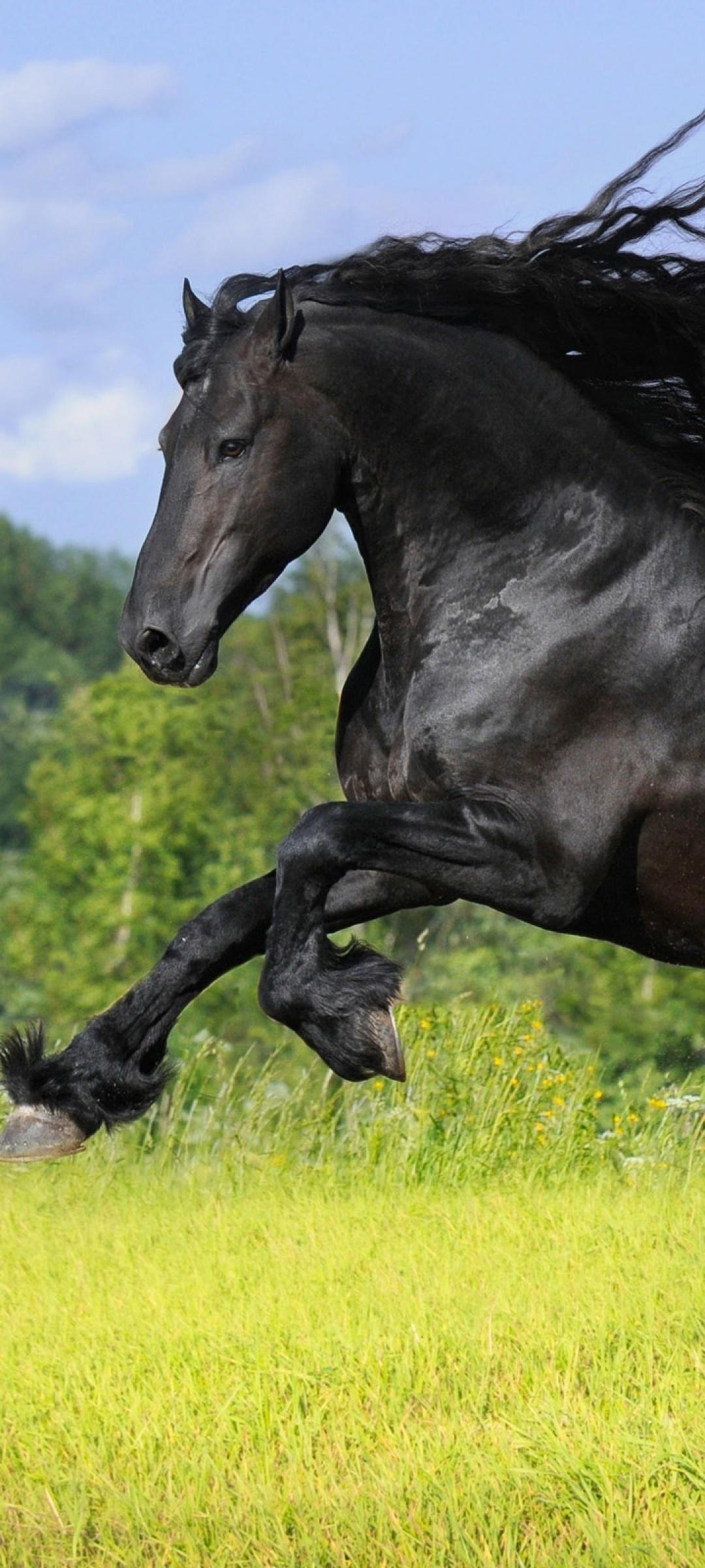 1080x2400 Wallpaper / Animal Friesian horse Phone Wallpaper, , 1080x2400 free download