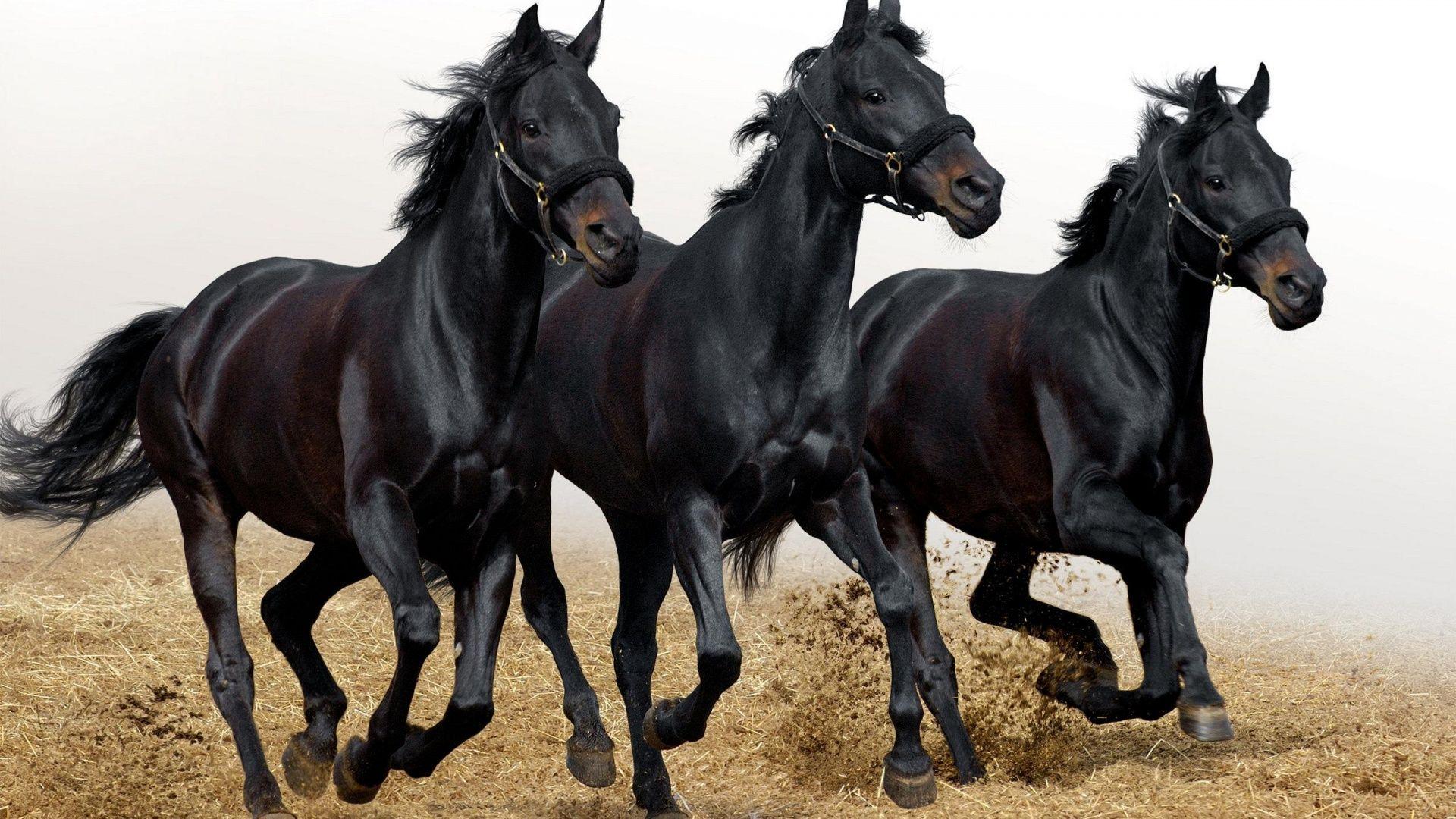 1920x1080 Horse Wallpaper