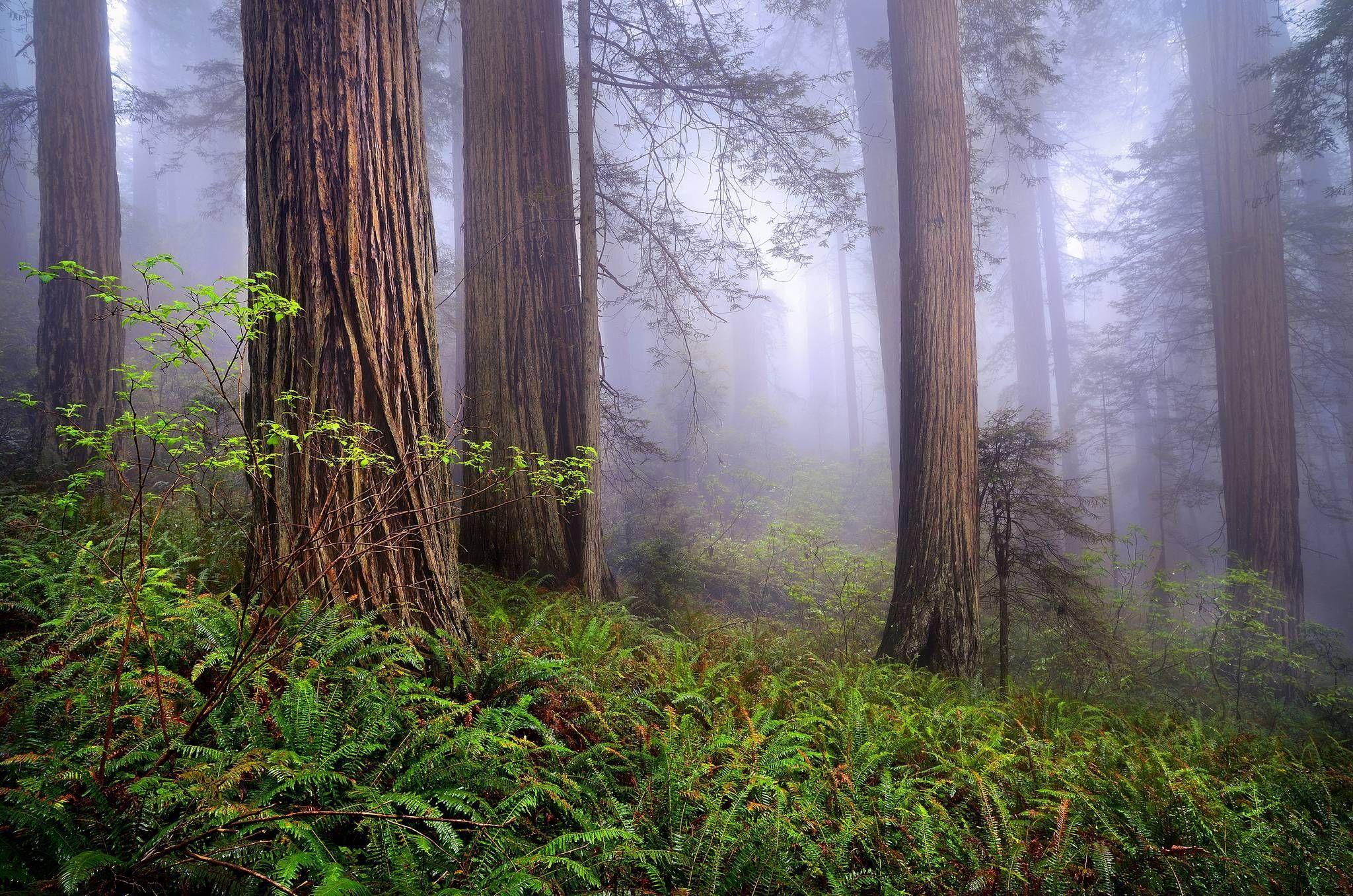 2048x1357 Redwood Forest Wallpaper. Favorite Places