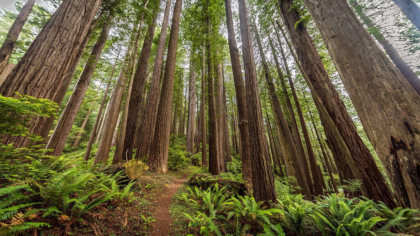 Redwood Forest Wallpapers Top Free Redwood Forest Backgrounds