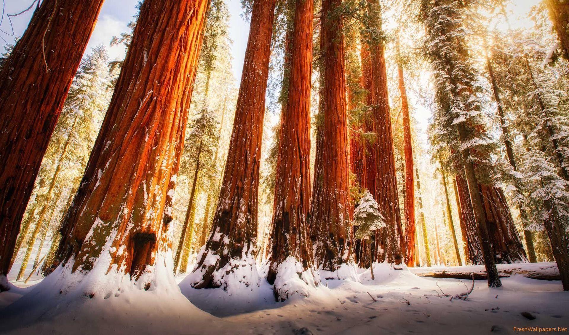 Redwood Forest Wallpapers - Top Free Redwood Forest Backgrounds