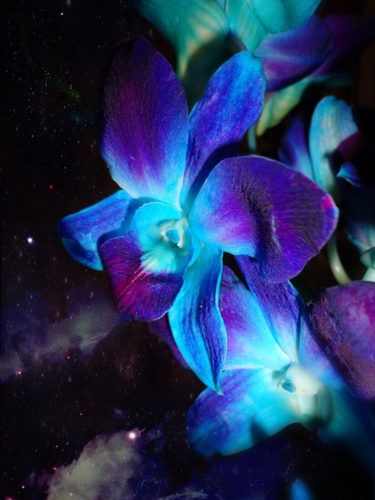 1200x1600 Blue and Purple Orchids Wallpaper
