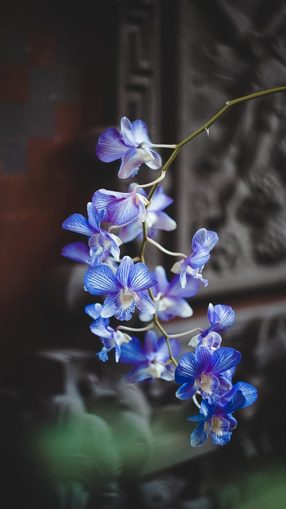 1000x1778 Blue Orchid Picture. Download Free Image