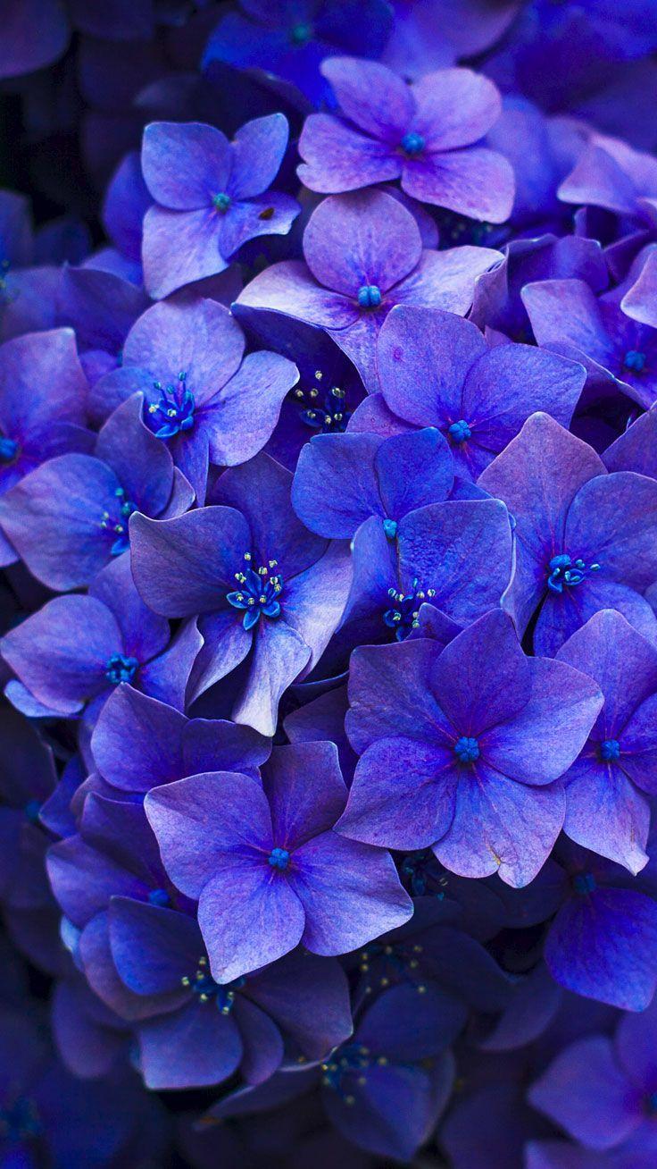 736x1308 Floral iPhone 7 Plus Wallpaper for a Sunny Spring. Preppy Wallpaper. Flower iphone wallpaper, Flower background wallpaper, Spring wallpaper